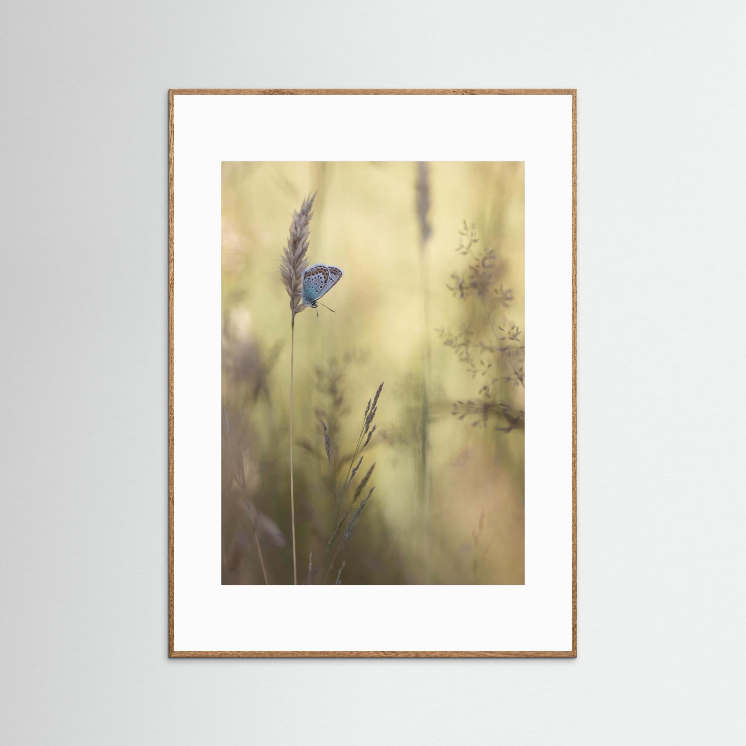 Colorful by Daan De Vos