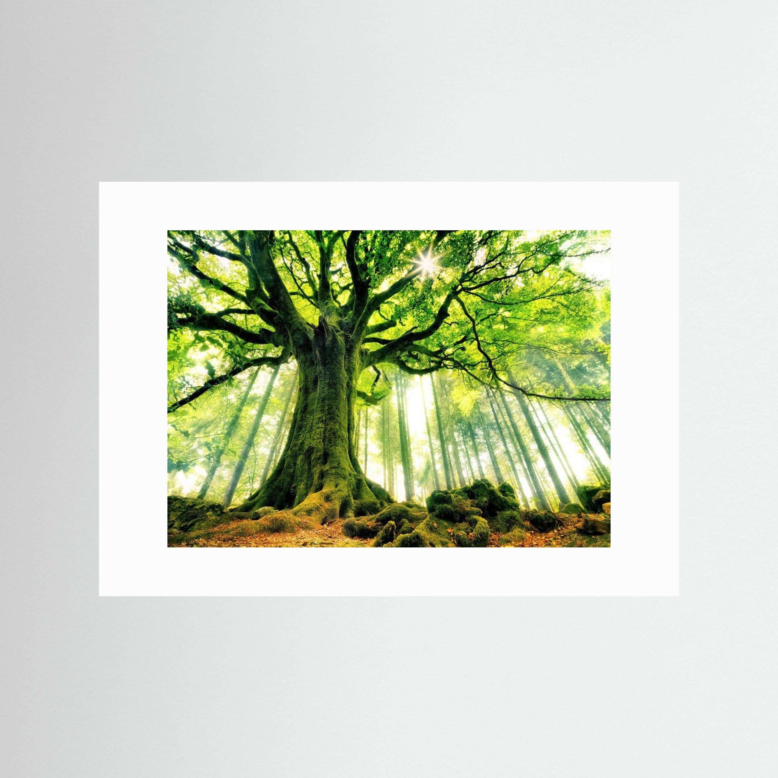 Ponthus' Beech by Christophe Kiciak