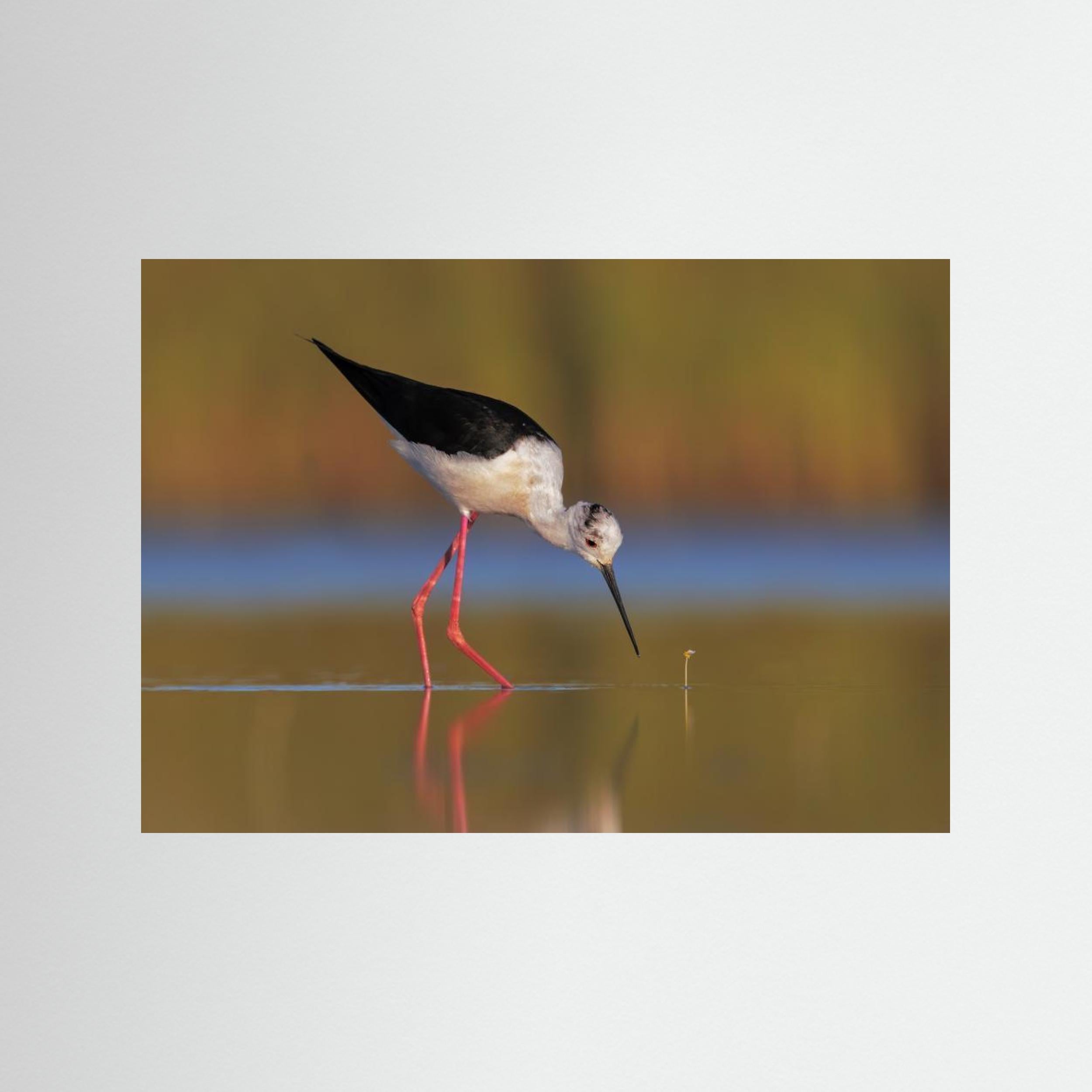  The knight and the buttercup by Marco Gentili