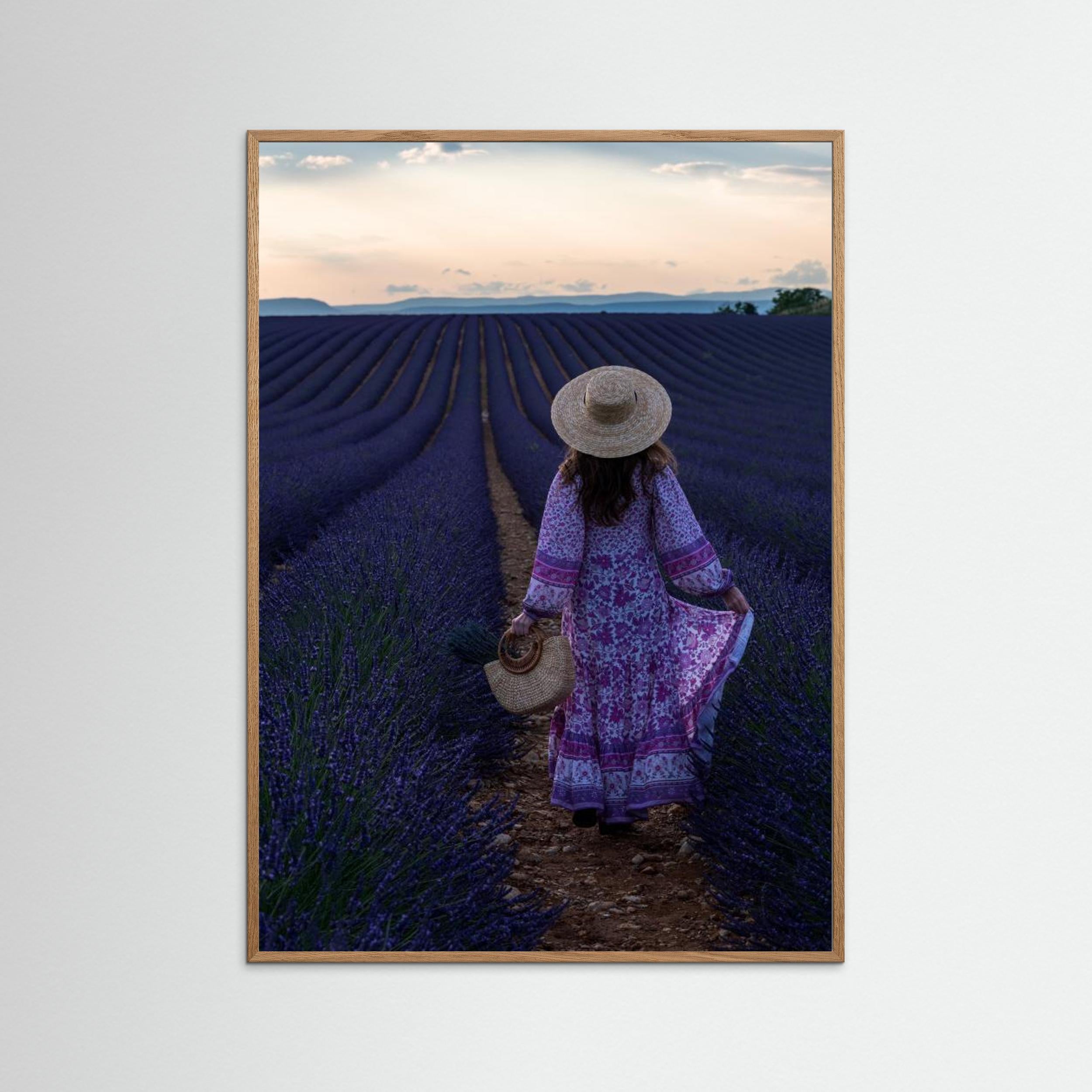 Lavender by Marco Galimberti