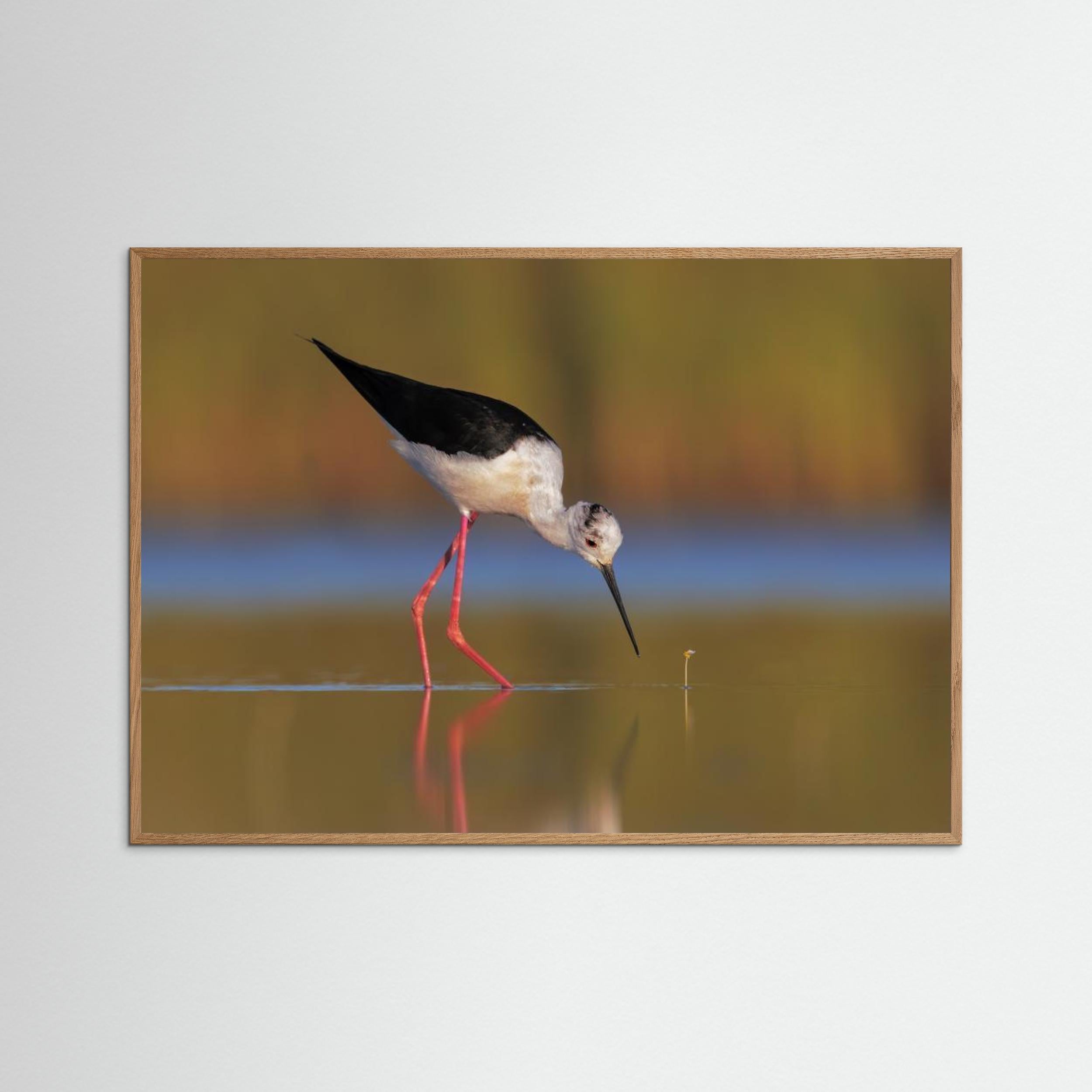  The knight and the buttercup by Marco Gentili