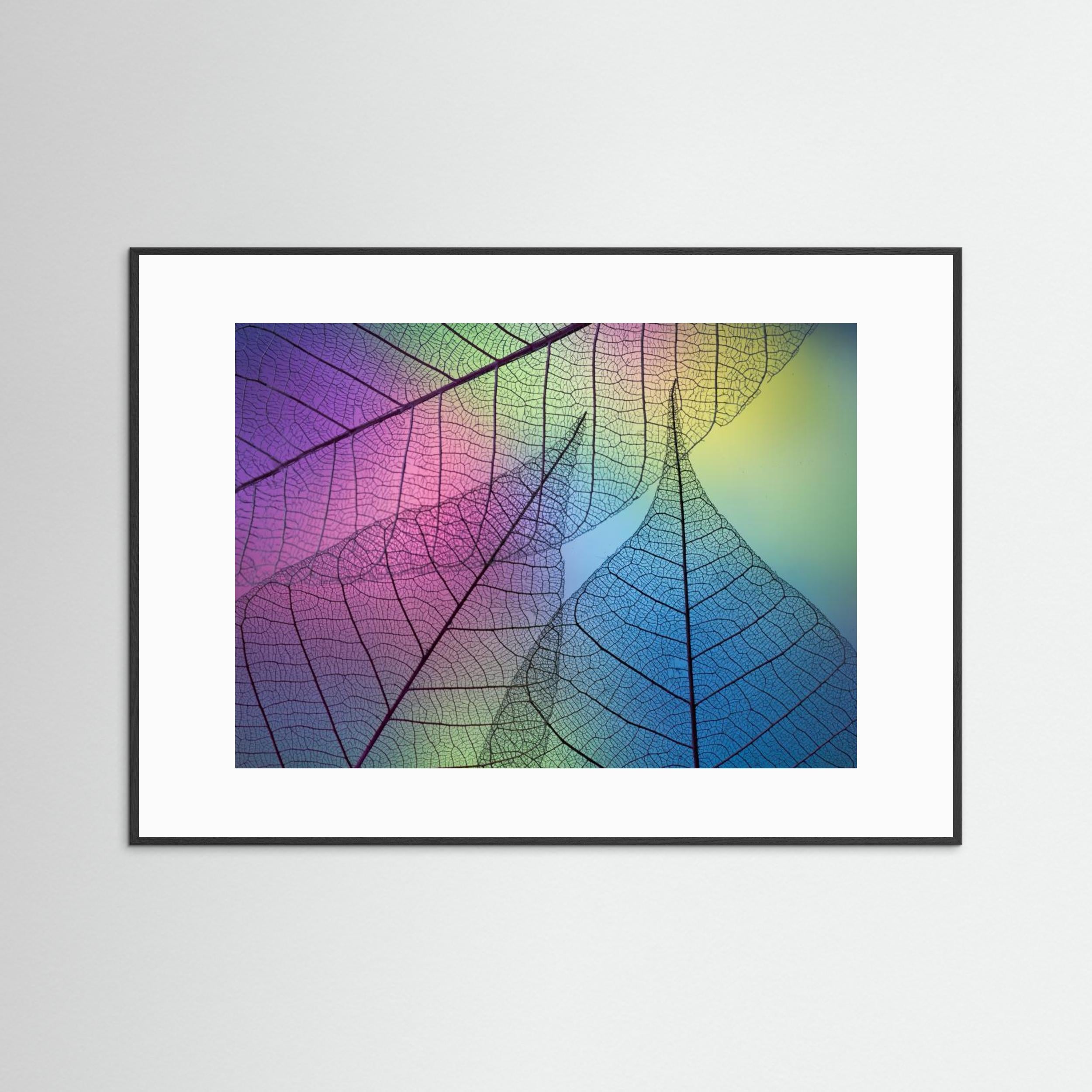 Colors Leafs by Shihya Kowatari