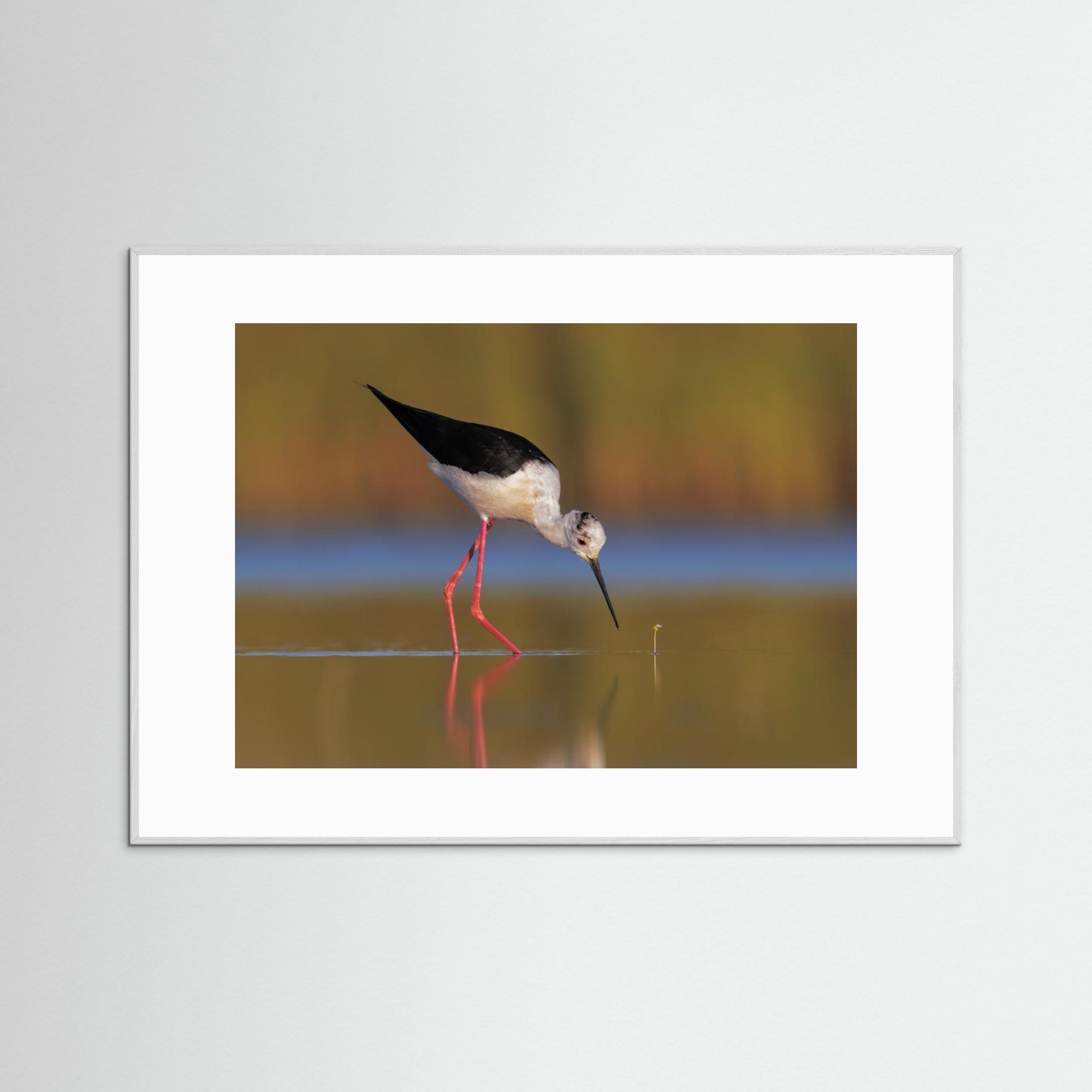  The knight and the buttercup by Marco Gentili