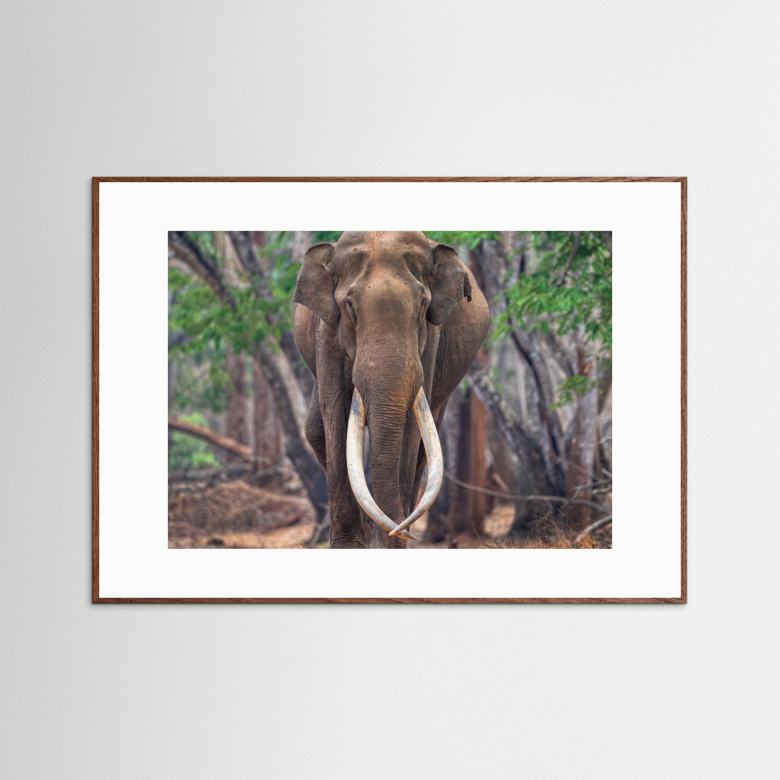 The Mighty by Chiranjib Chakraborty