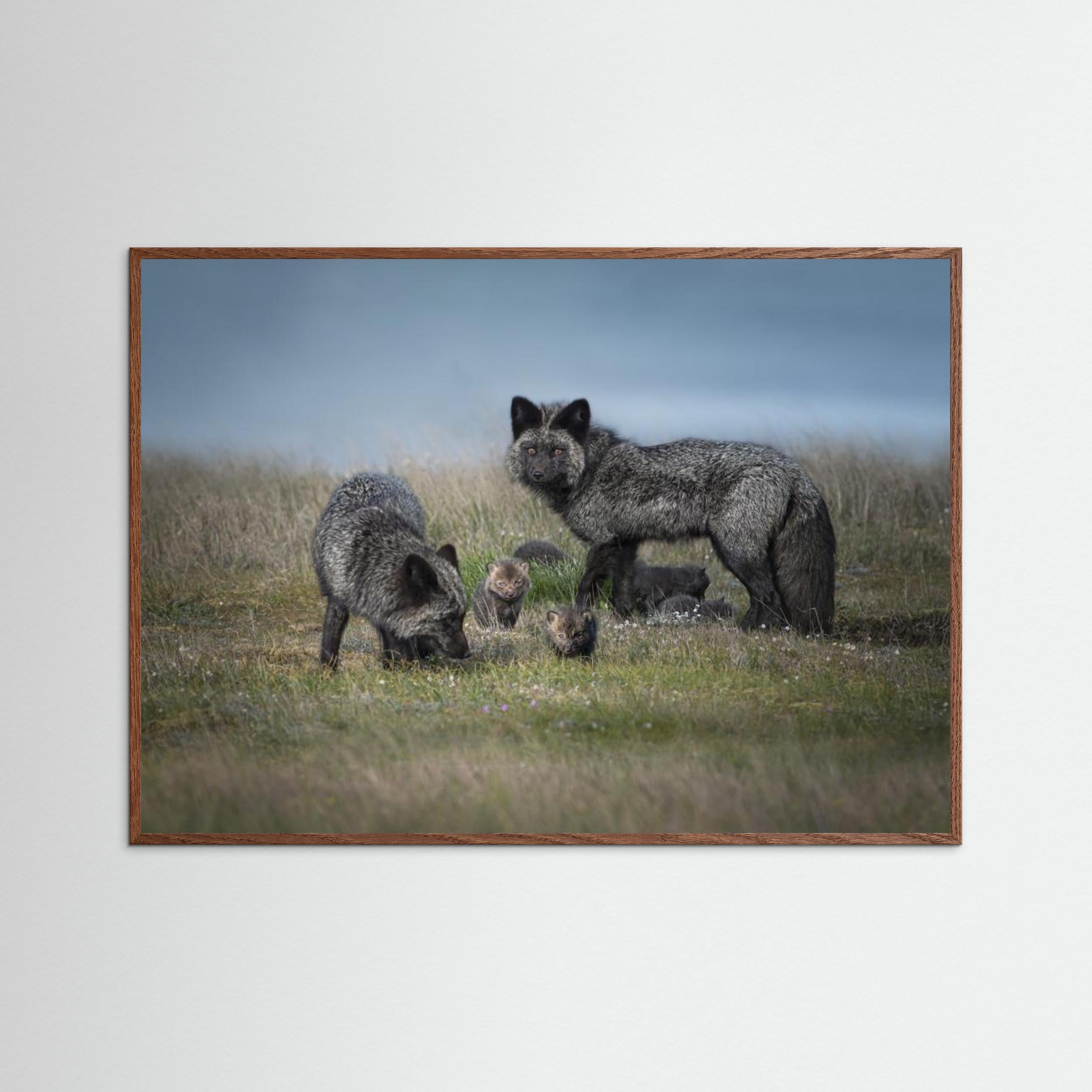 Silver fox family by Larry Deng