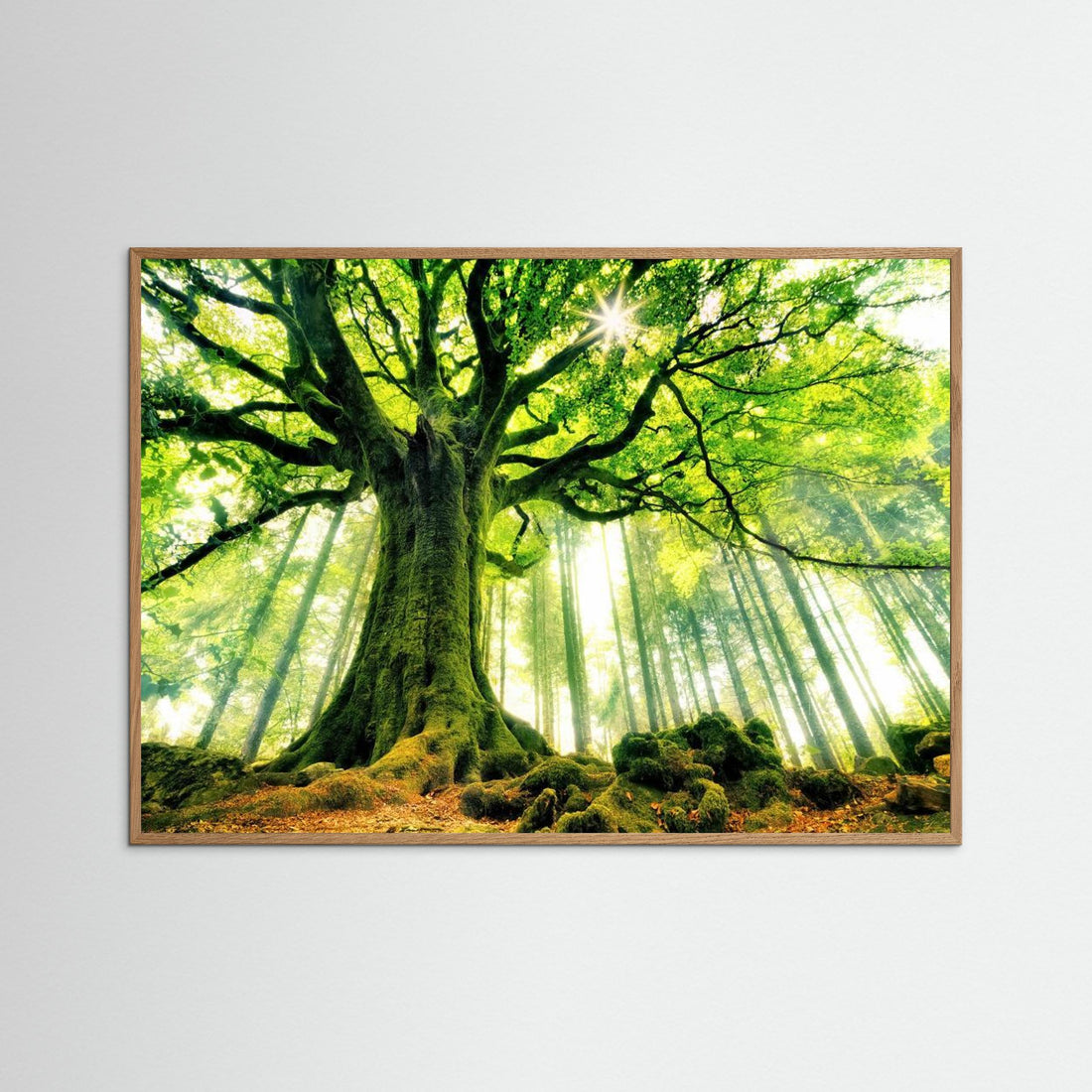 Ponthus' Beech by Christophe Kiciak