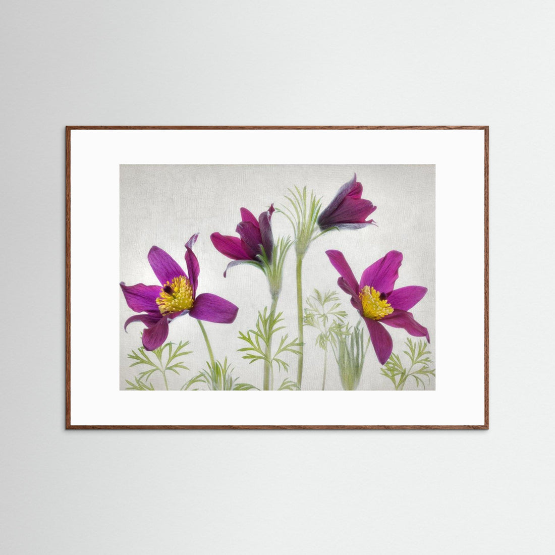 Pulsatilla by Mandy Disher