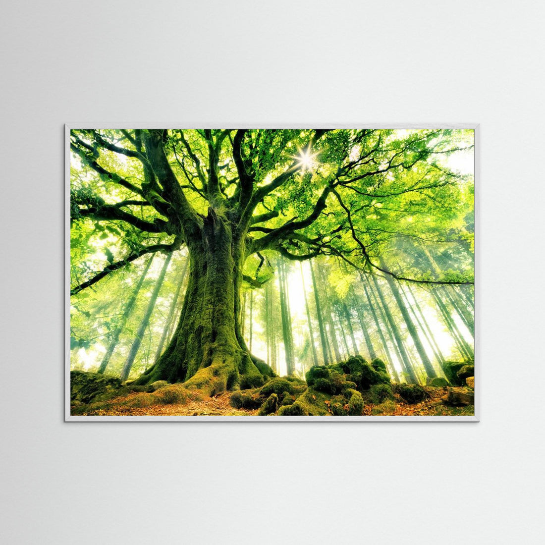 Ponthus' Beech by Christophe Kiciak