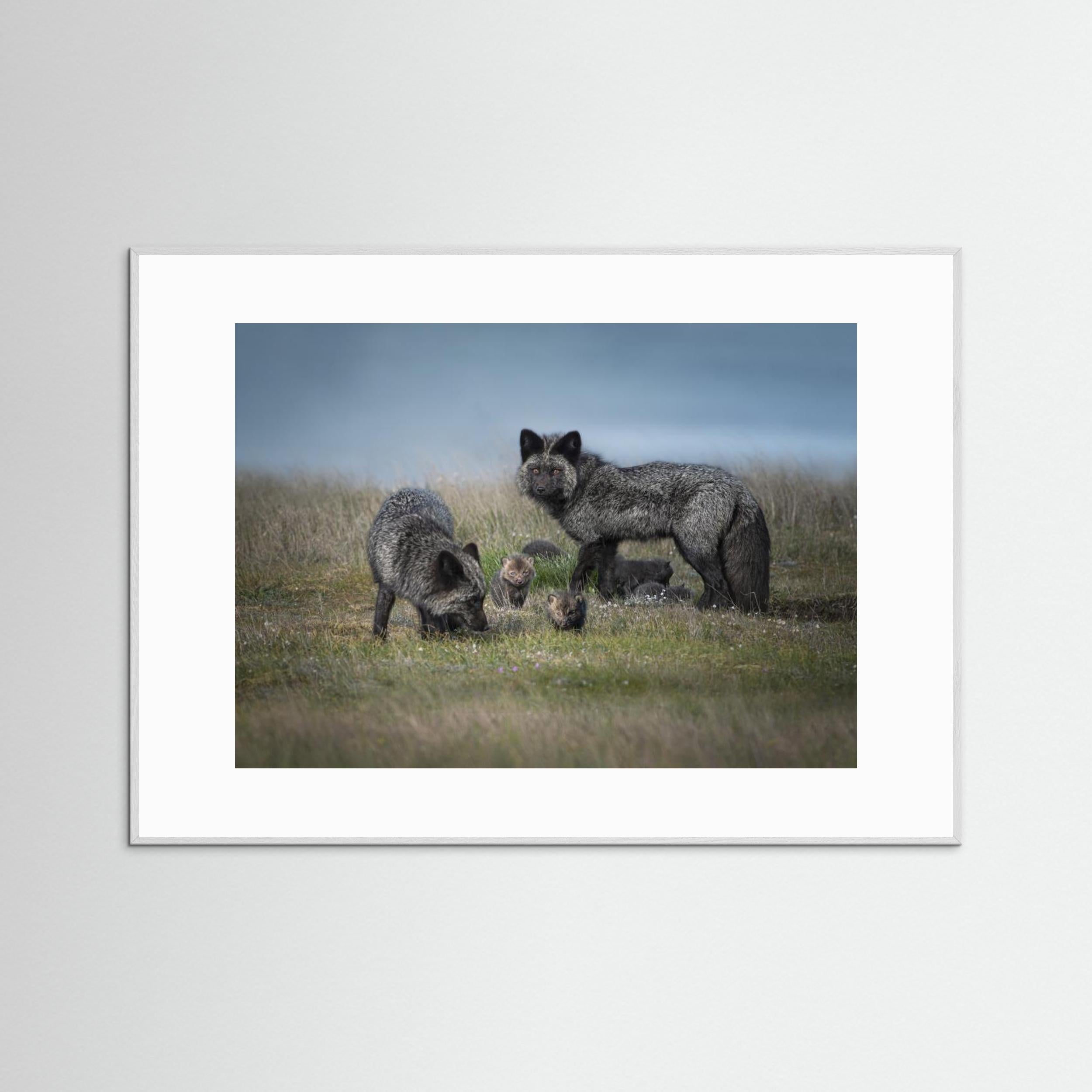 Silver fox family by Larry Deng