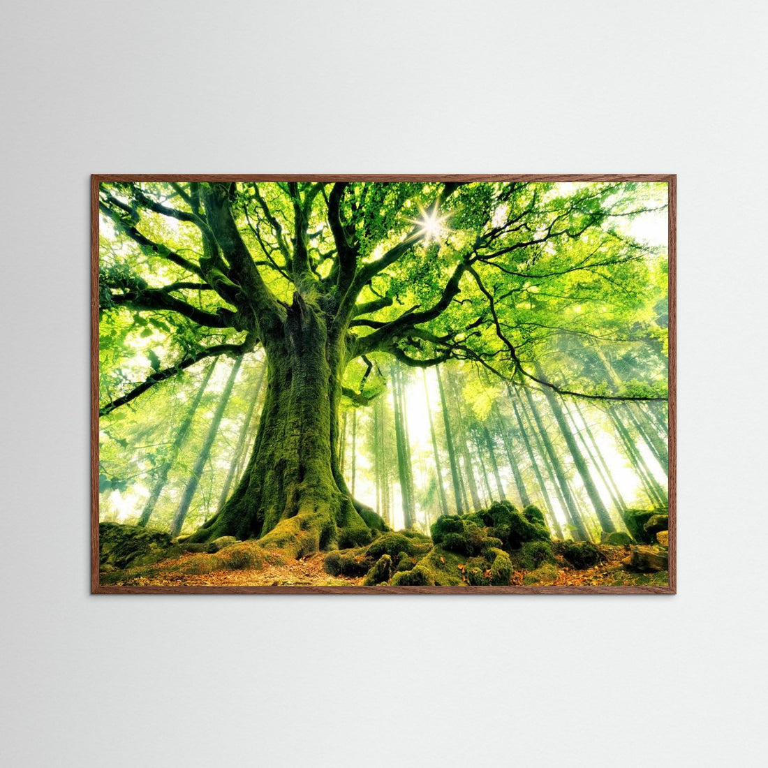 Ponthus' Beech by Christophe Kiciak