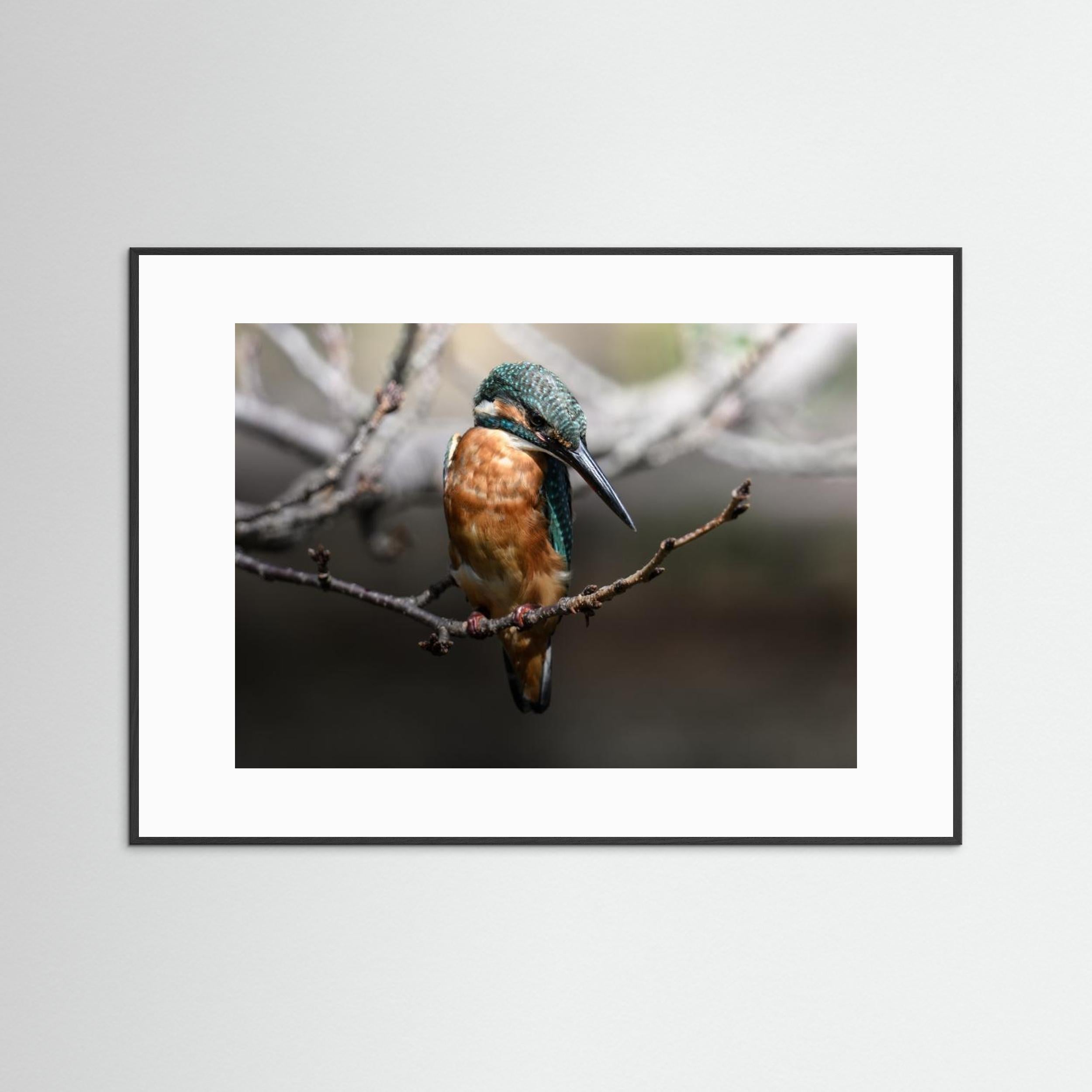 Beautiful Wildlife by Seiichi Tsuboya