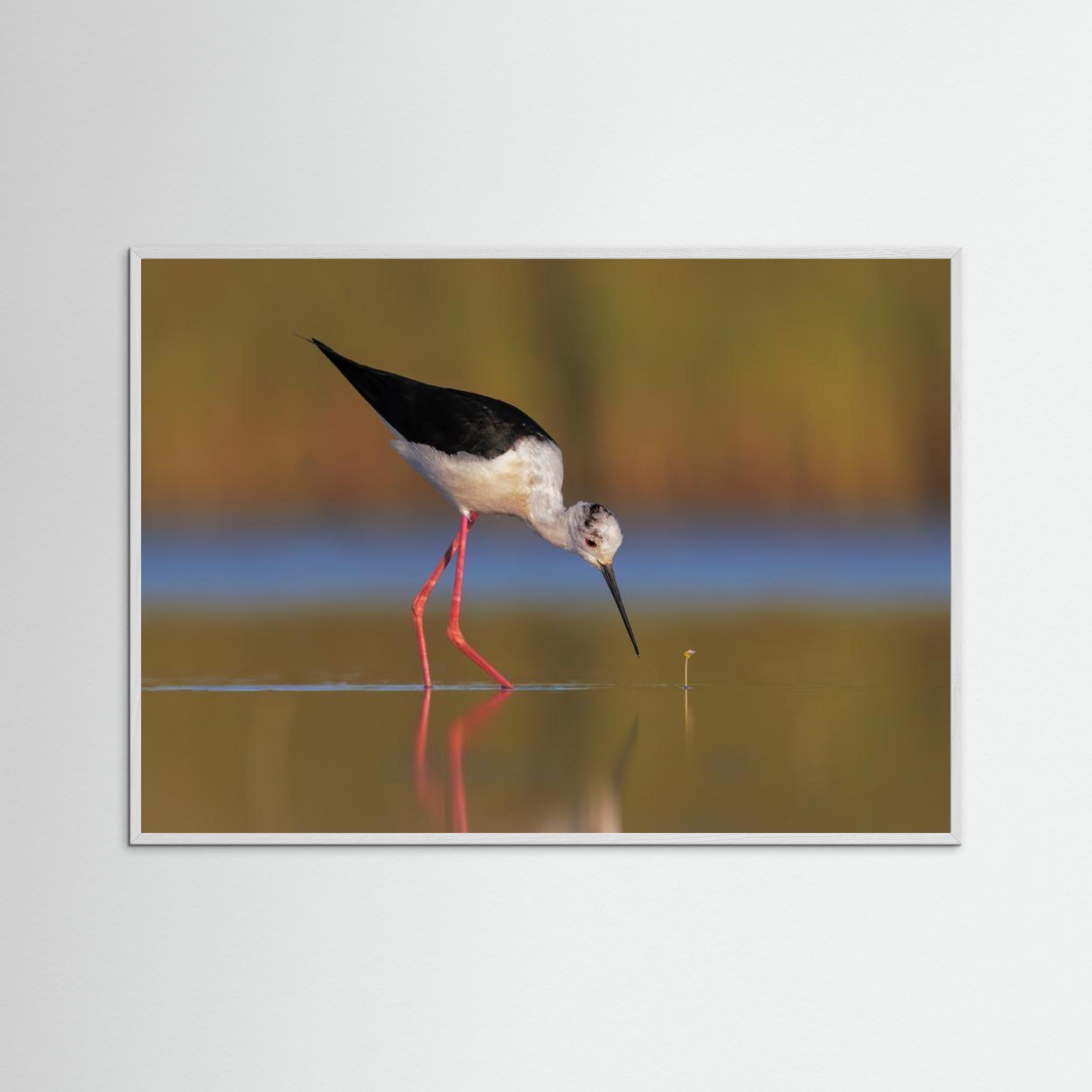  The knight and the buttercup by Marco Gentili