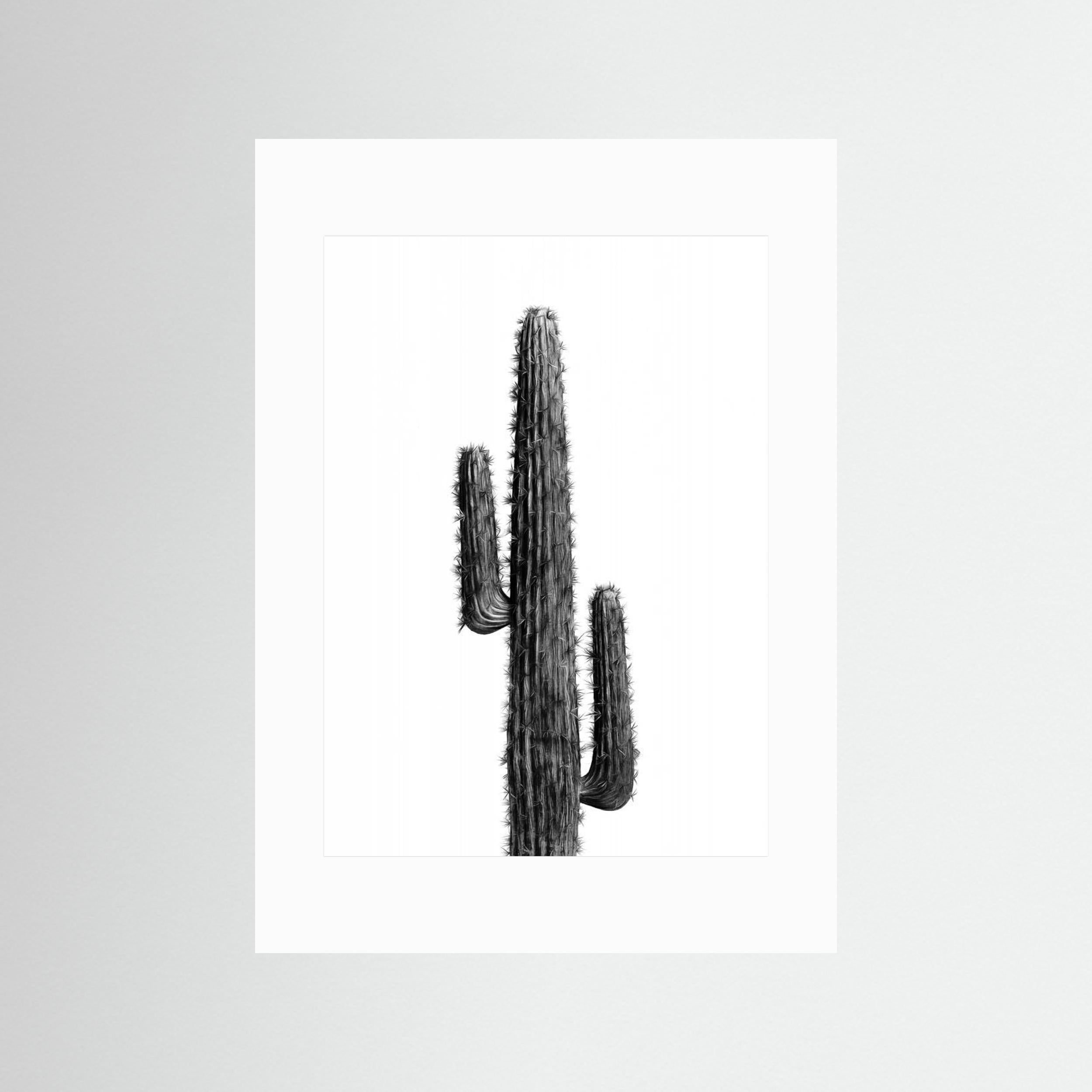 Cactus Black and White 01 by Amini54