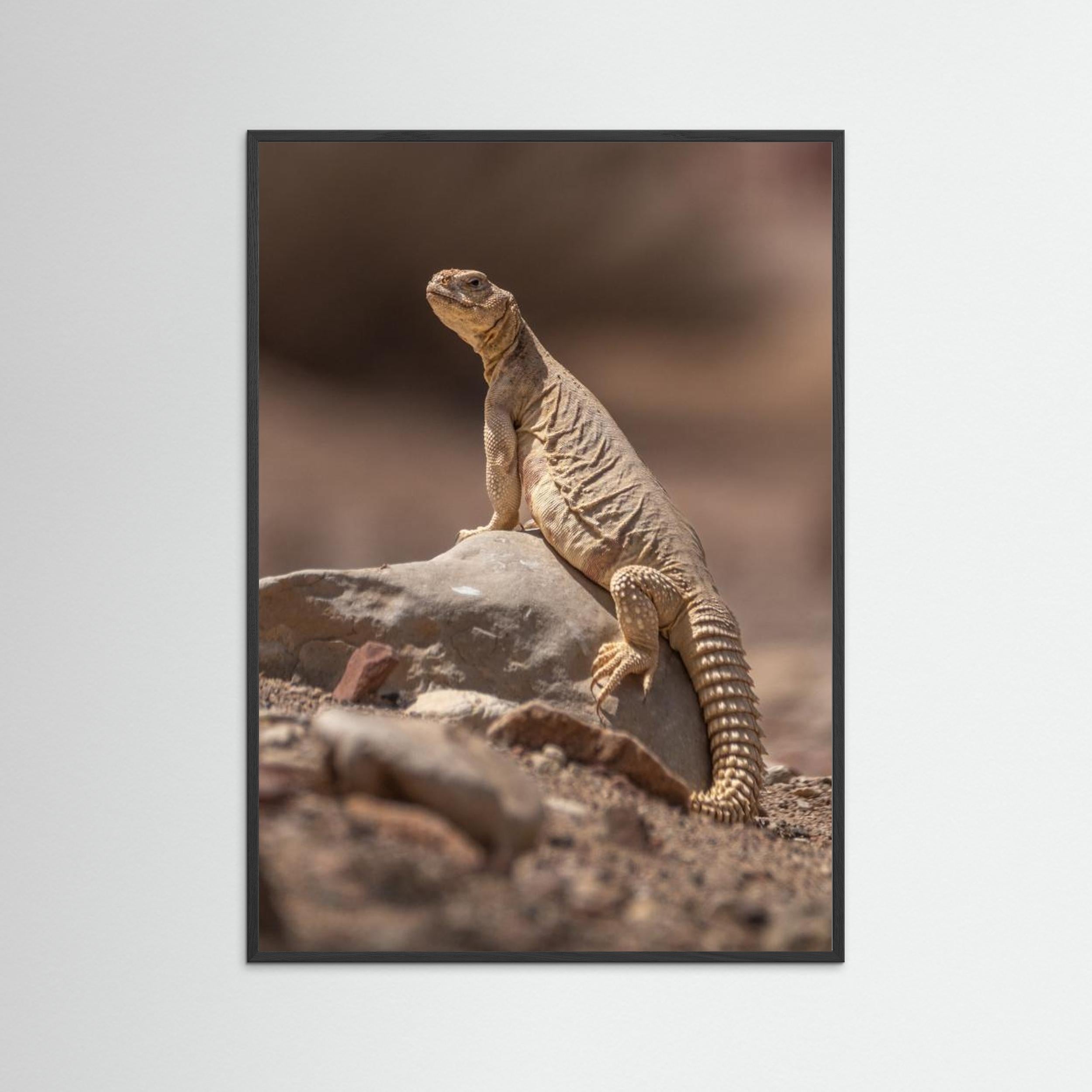 Looking at the intruder by Doron Margulies