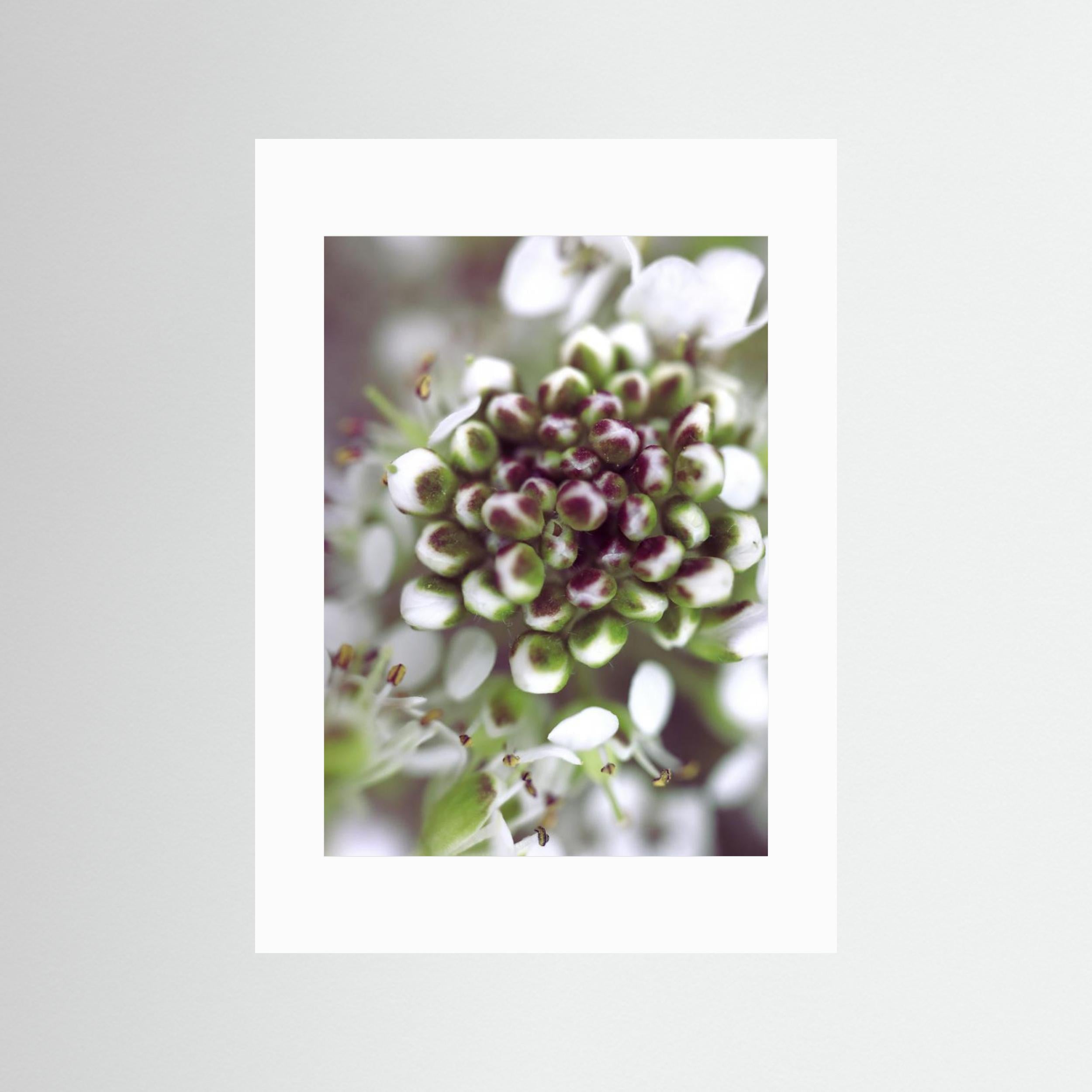 Cluster I by Rosana Laiz Blursbyai