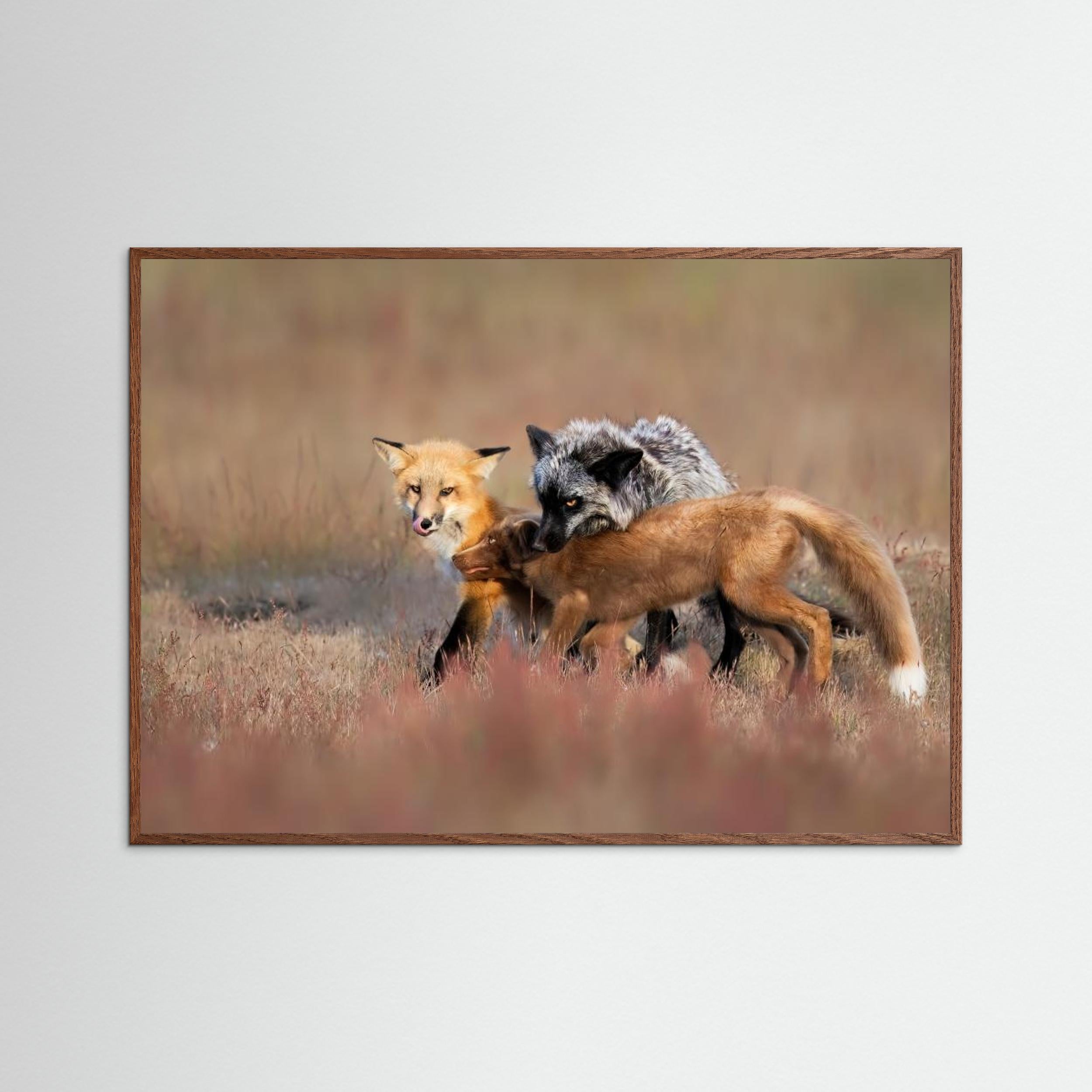 Fox Family by Jun Zuo