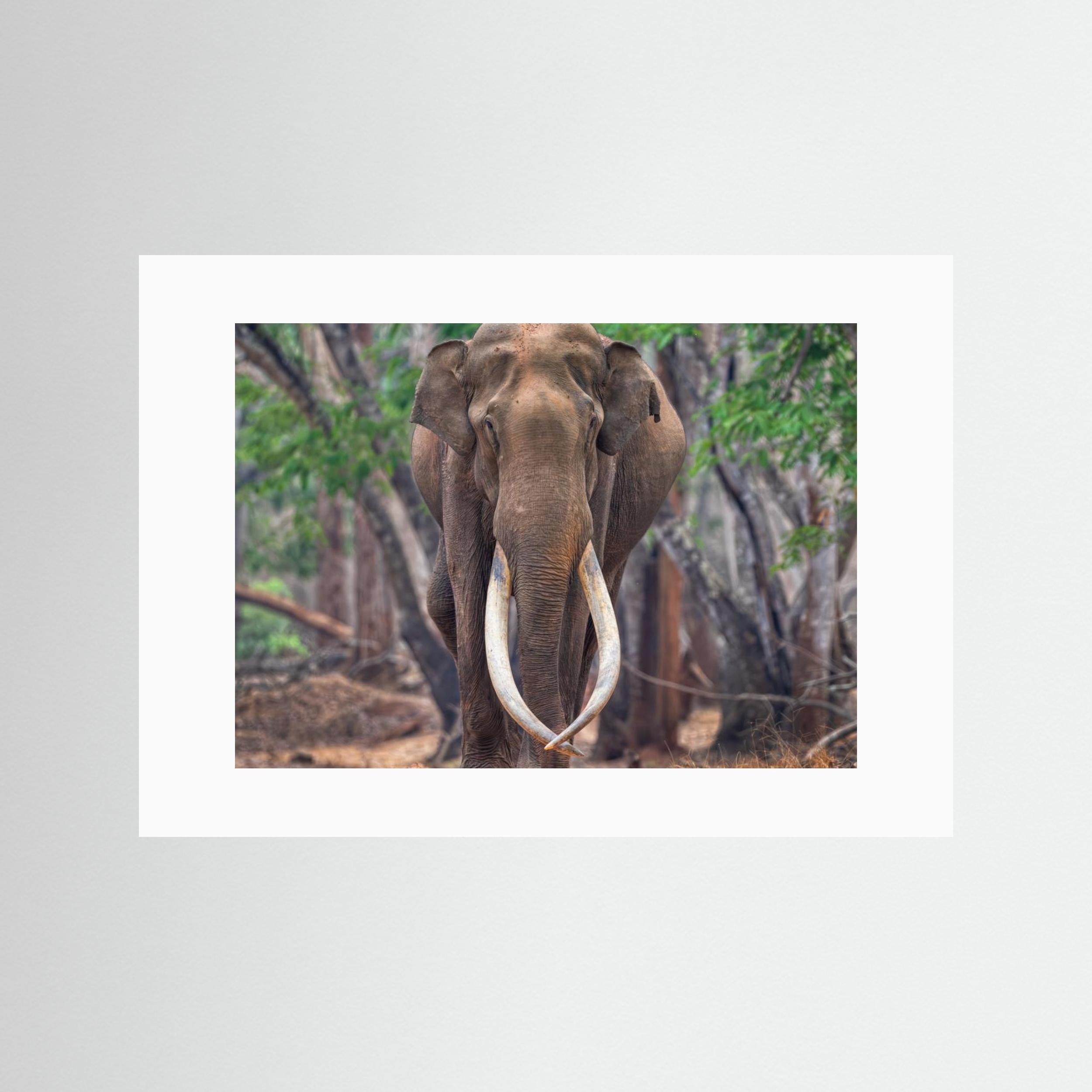 The Mighty by Chiranjib Chakraborty