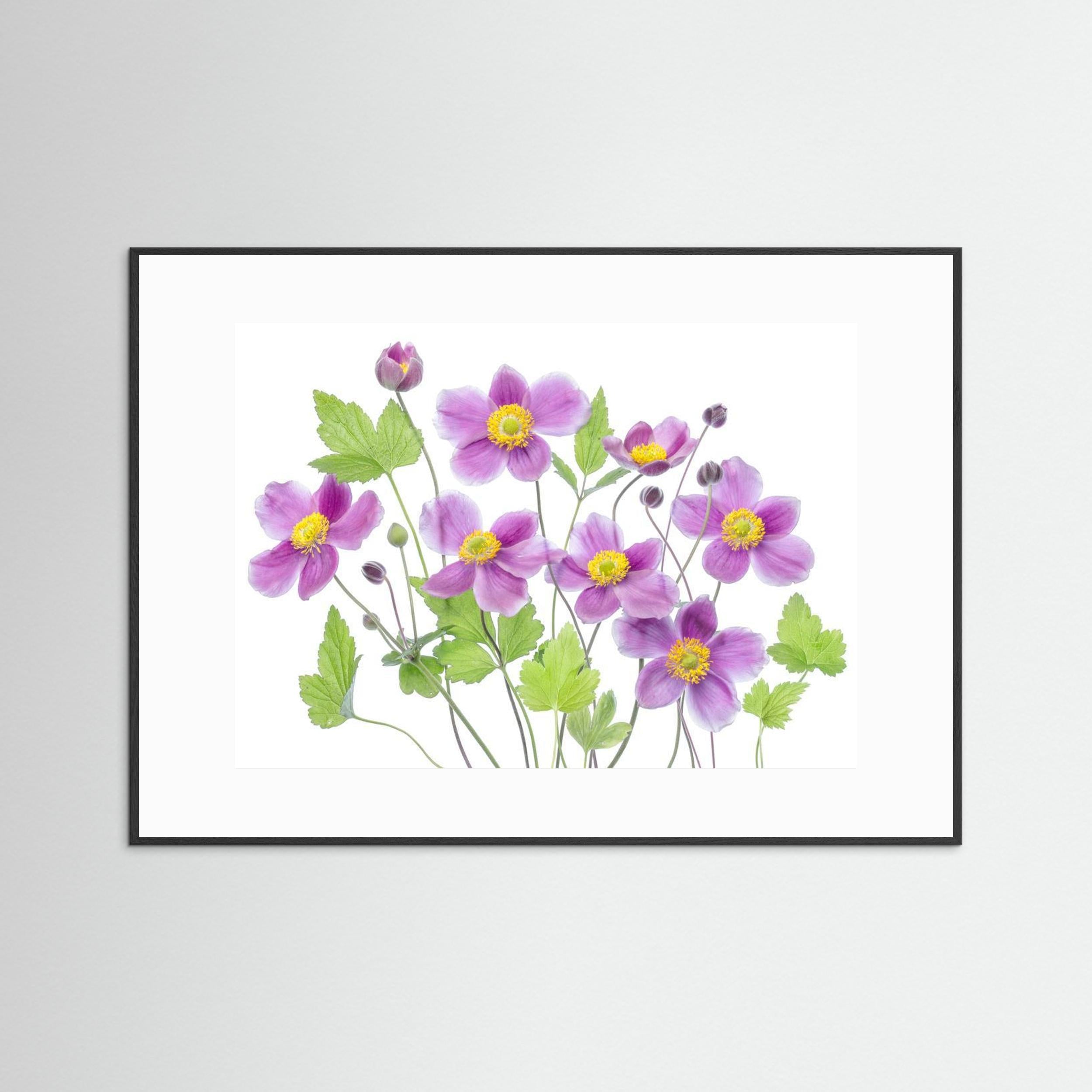 Anemone 'Hadspen Abundance' by Mandy Disher