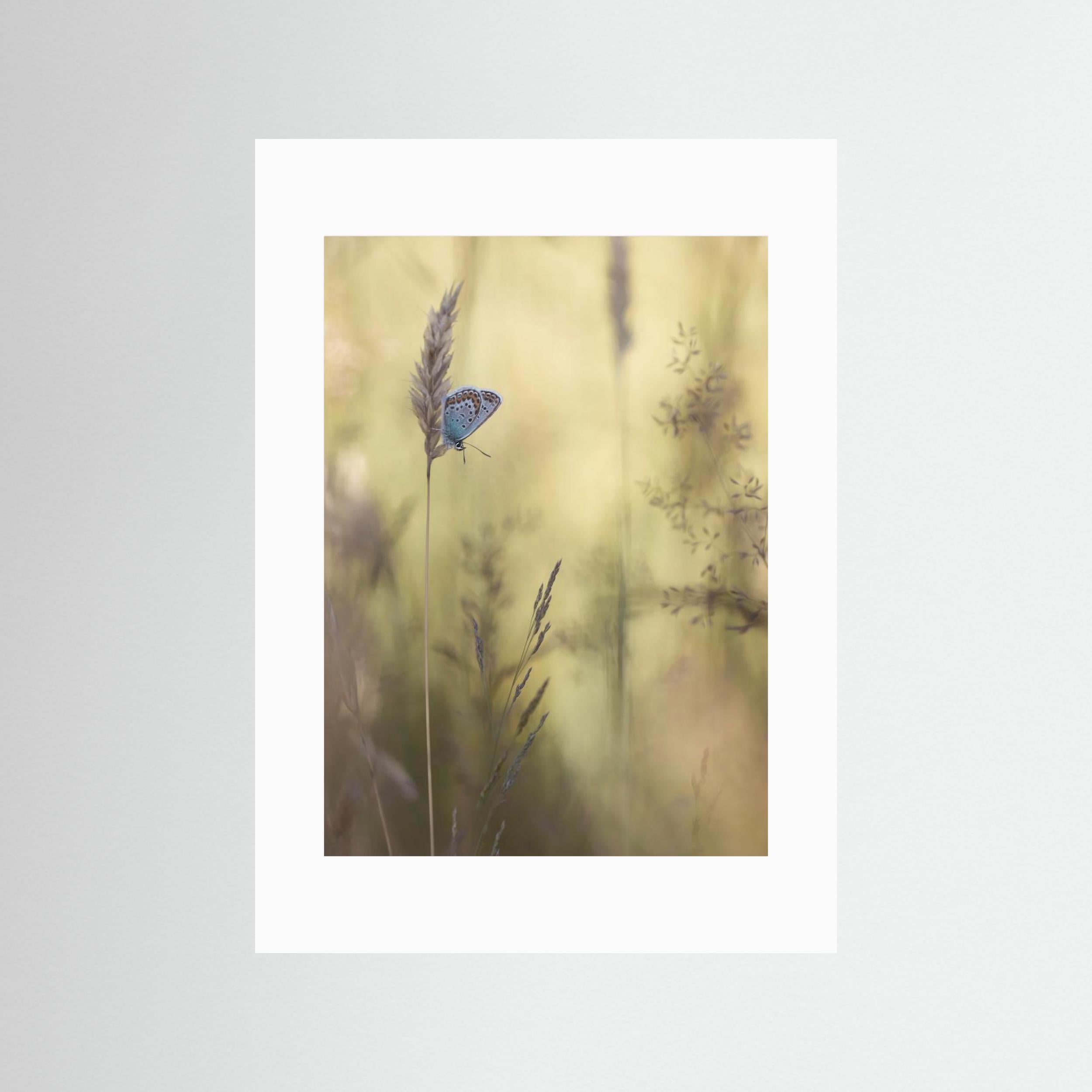 Colorful by Daan De Vos