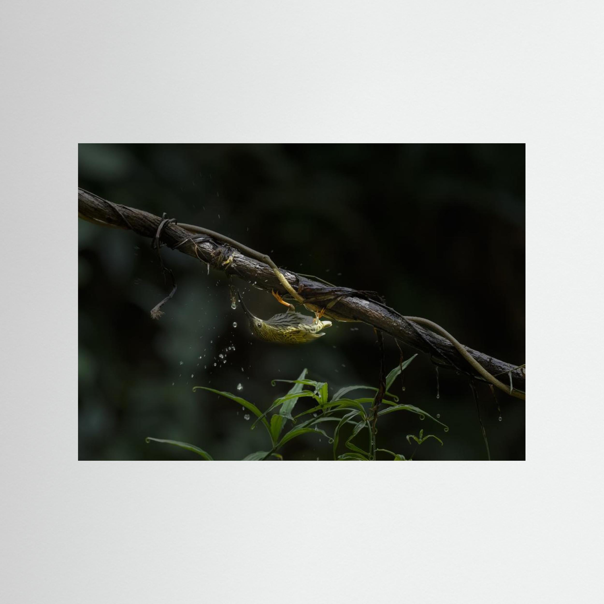 The Water Sipper by Chiranjib Chakraborty