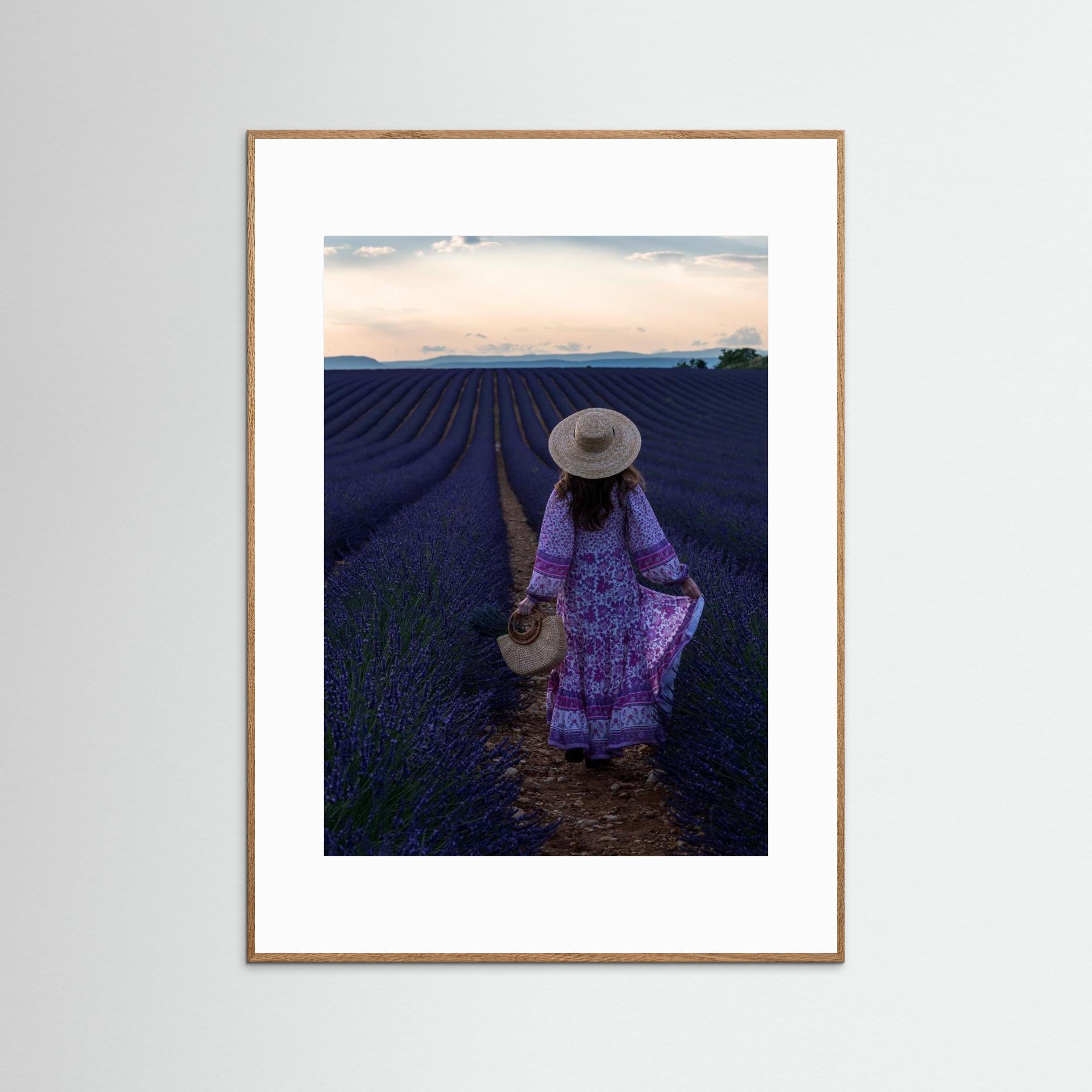 Lavender by Marco Galimberti