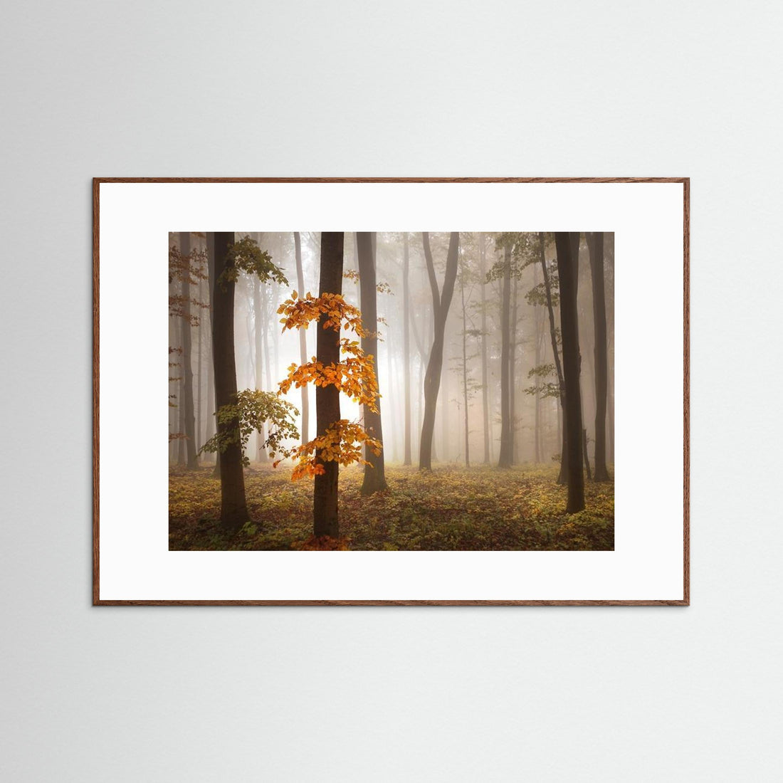 In November Light by Nicolas Schumacher