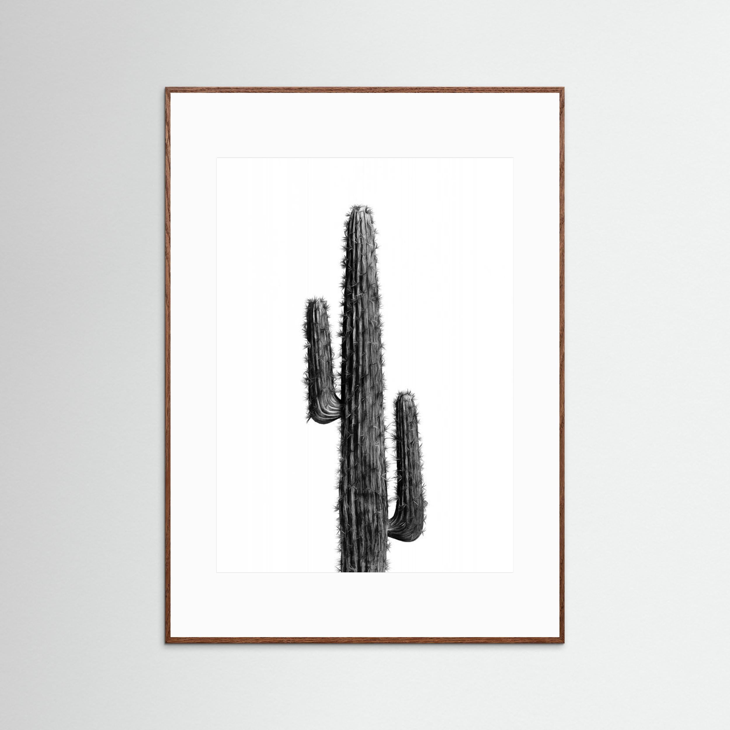 Cactus Black and White 01 by Amini54