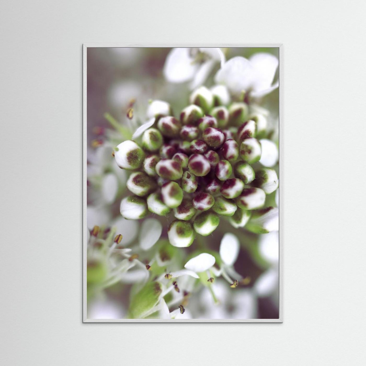 Cluster I by Rosana Laiz Blursbyai