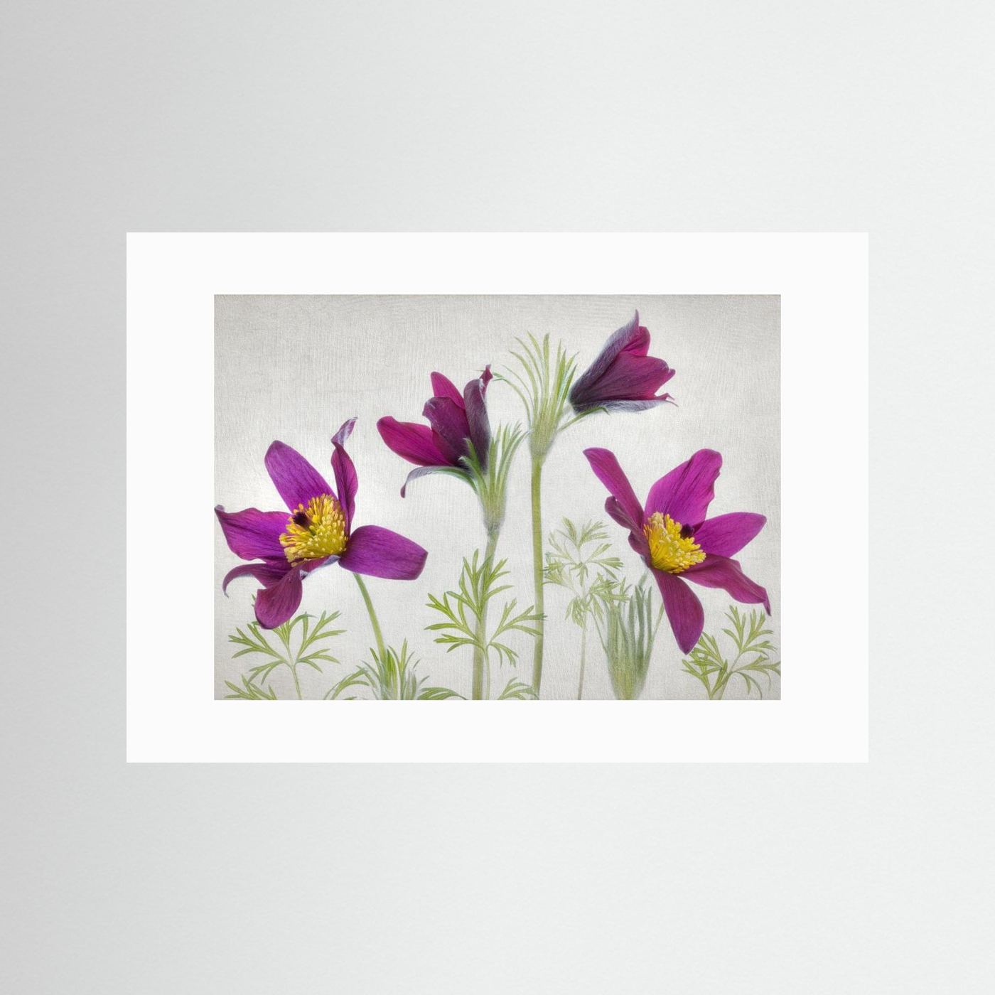 Pulsatilla by Mandy Disher