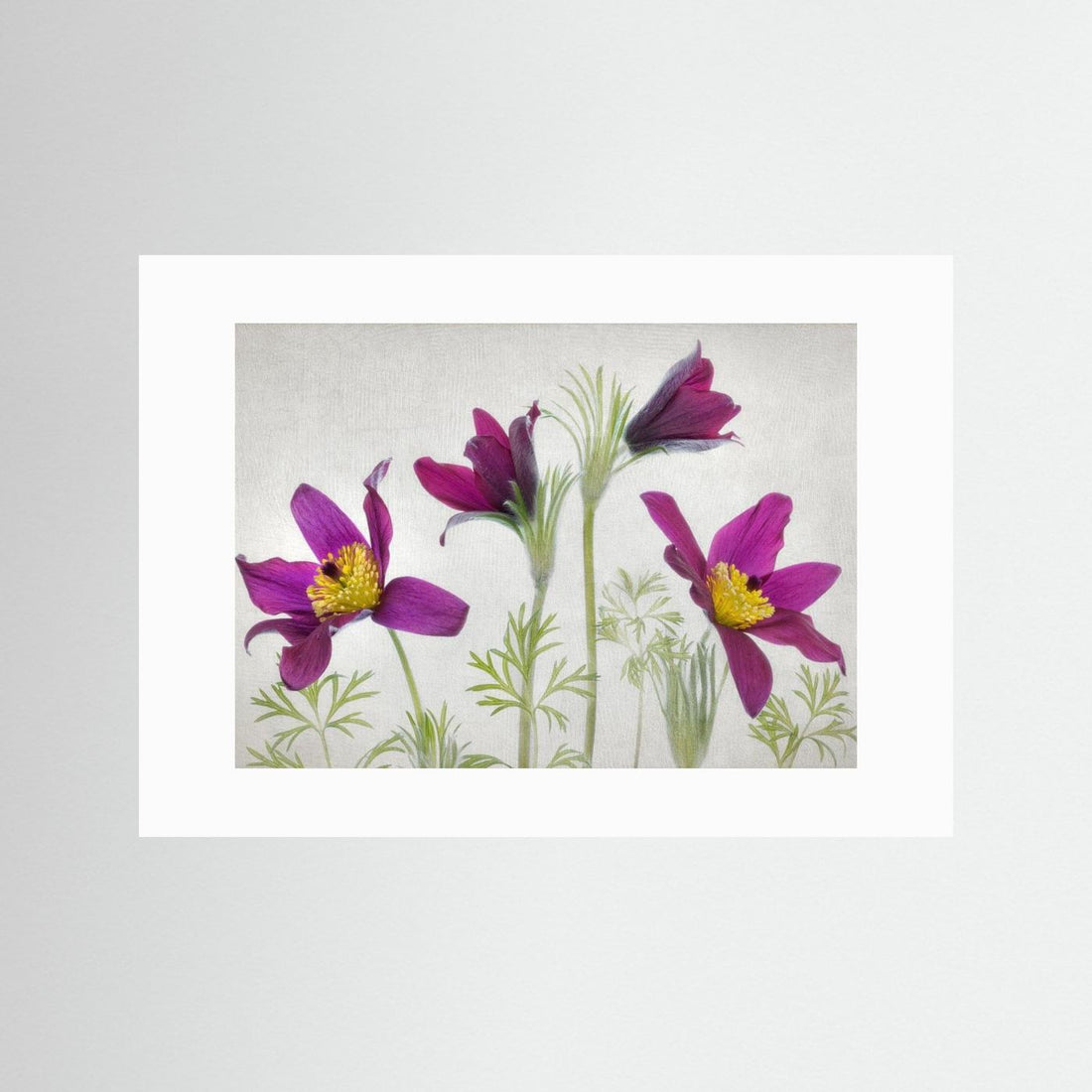 Pulsatilla by Mandy Disher