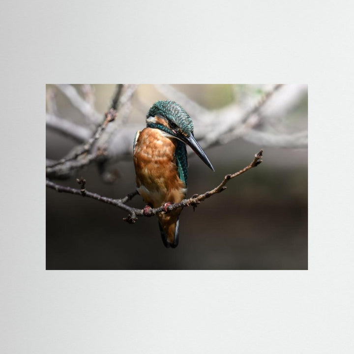 Beautiful Wildlife by Seiichi Tsuboya