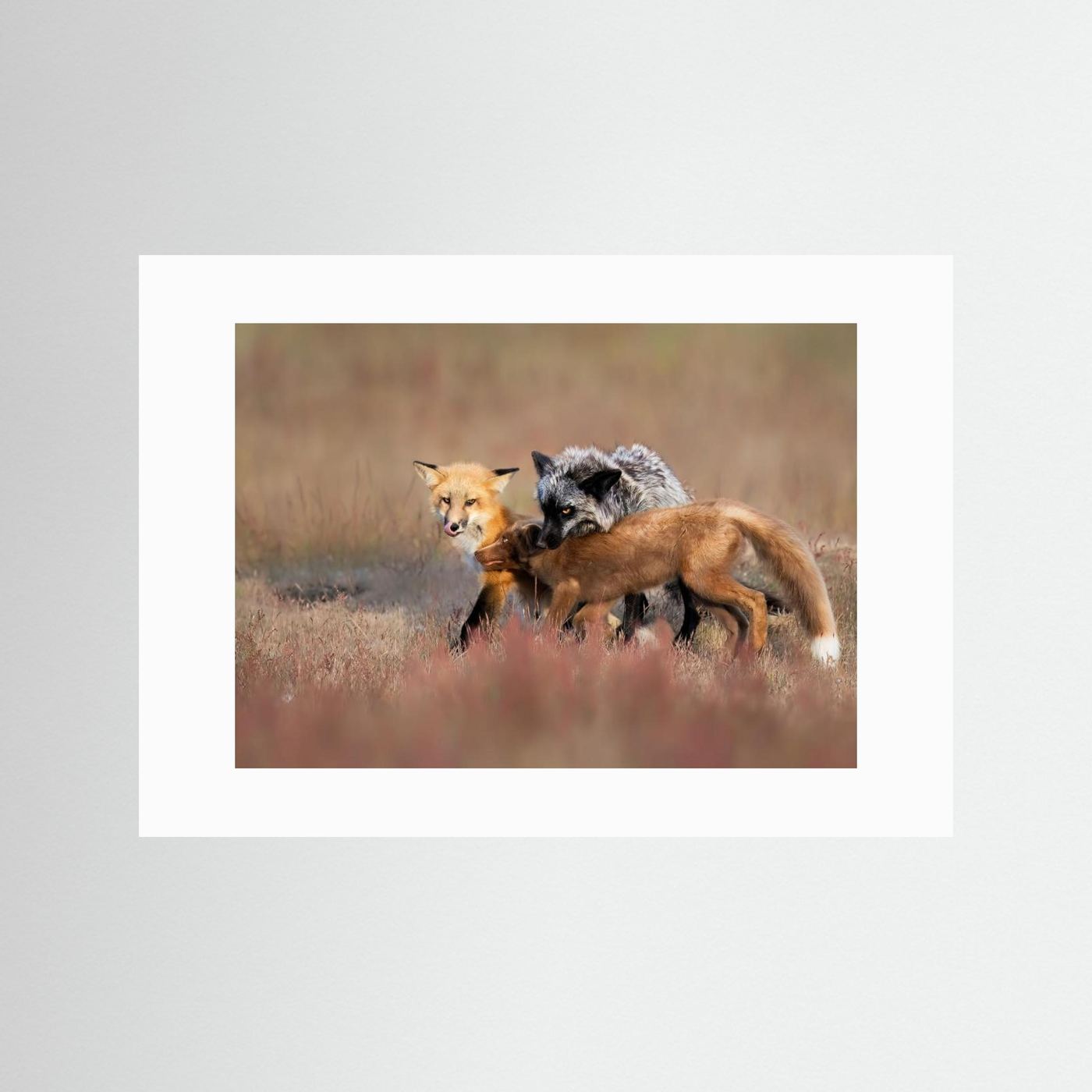 Fox Family by Jun Zuo