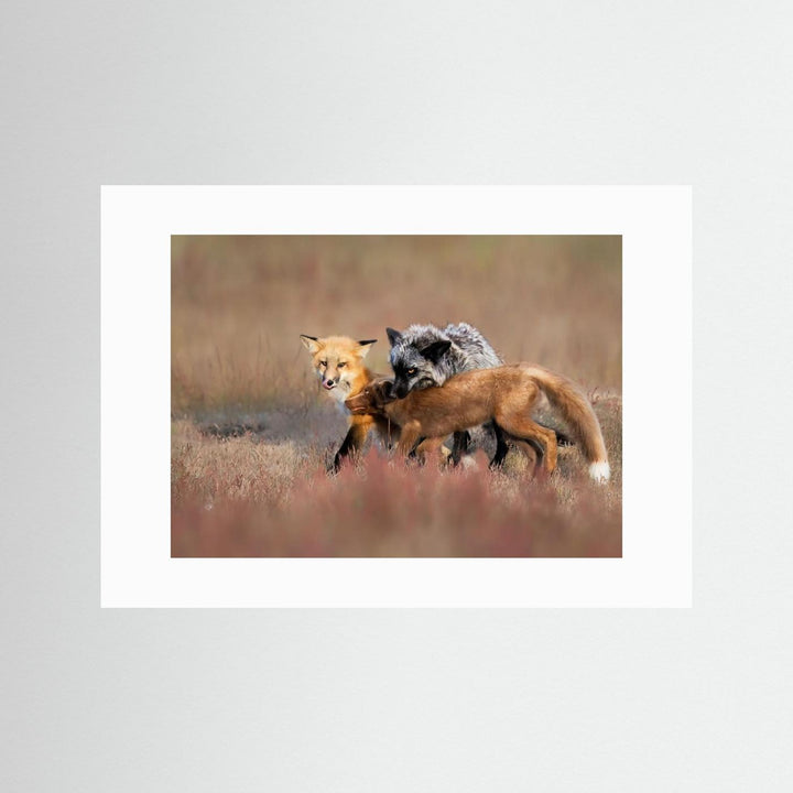 Fox Family by Jun Zuo
