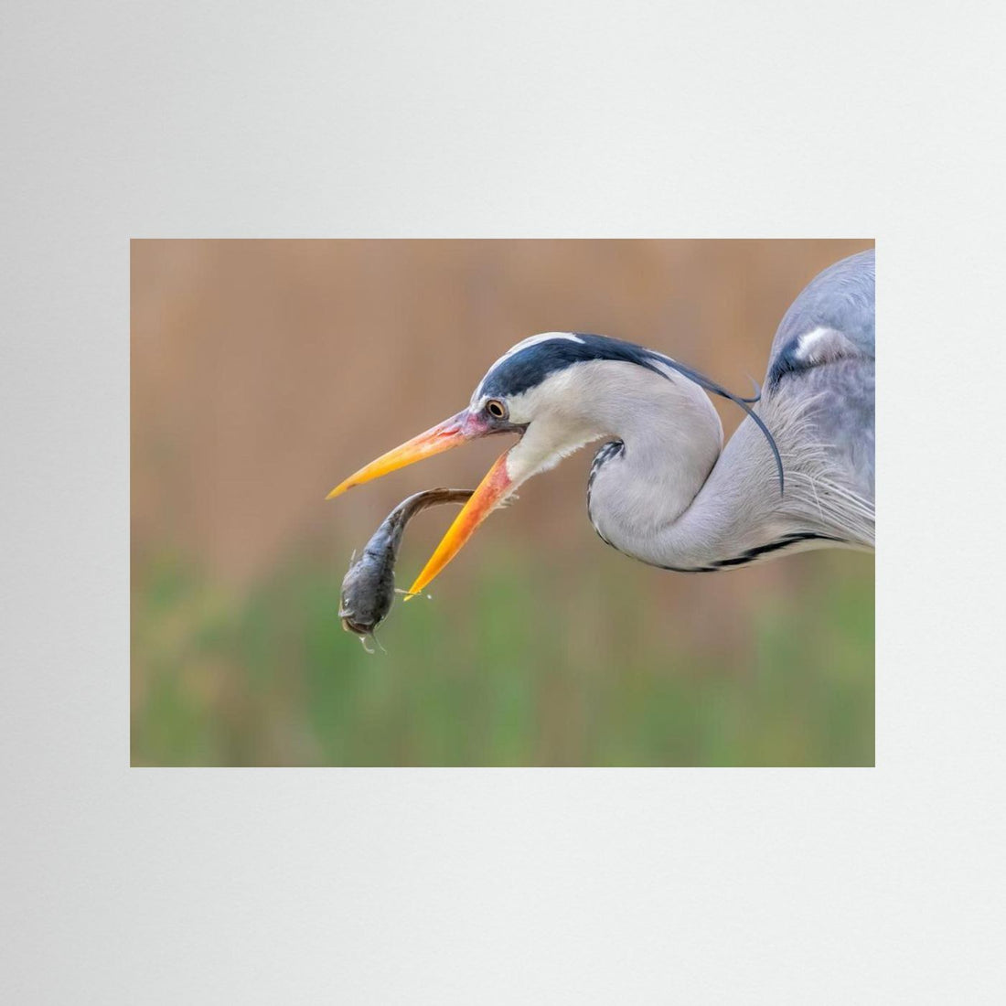 Gotcha by Jun Zuo