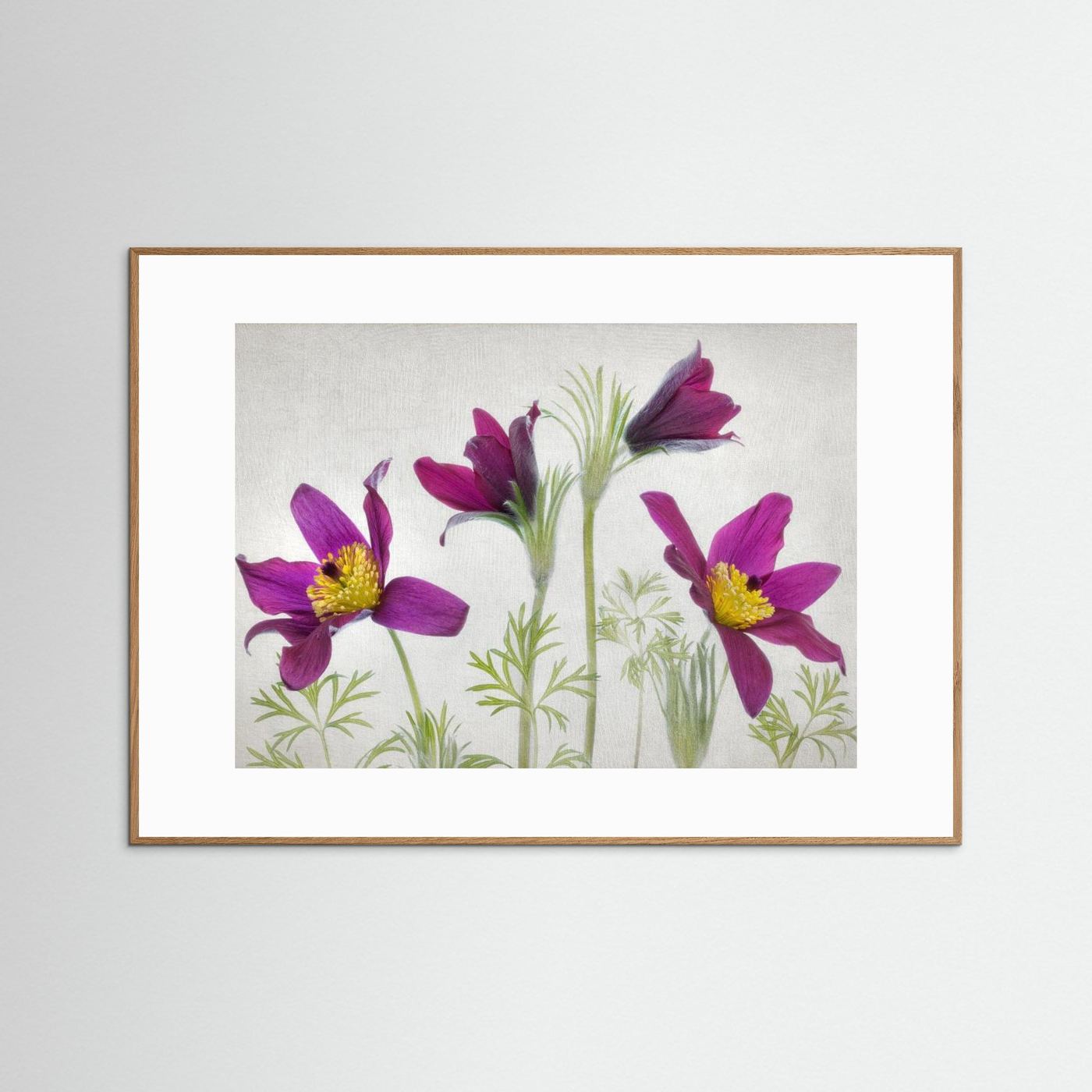 Pulsatilla by Mandy Disher