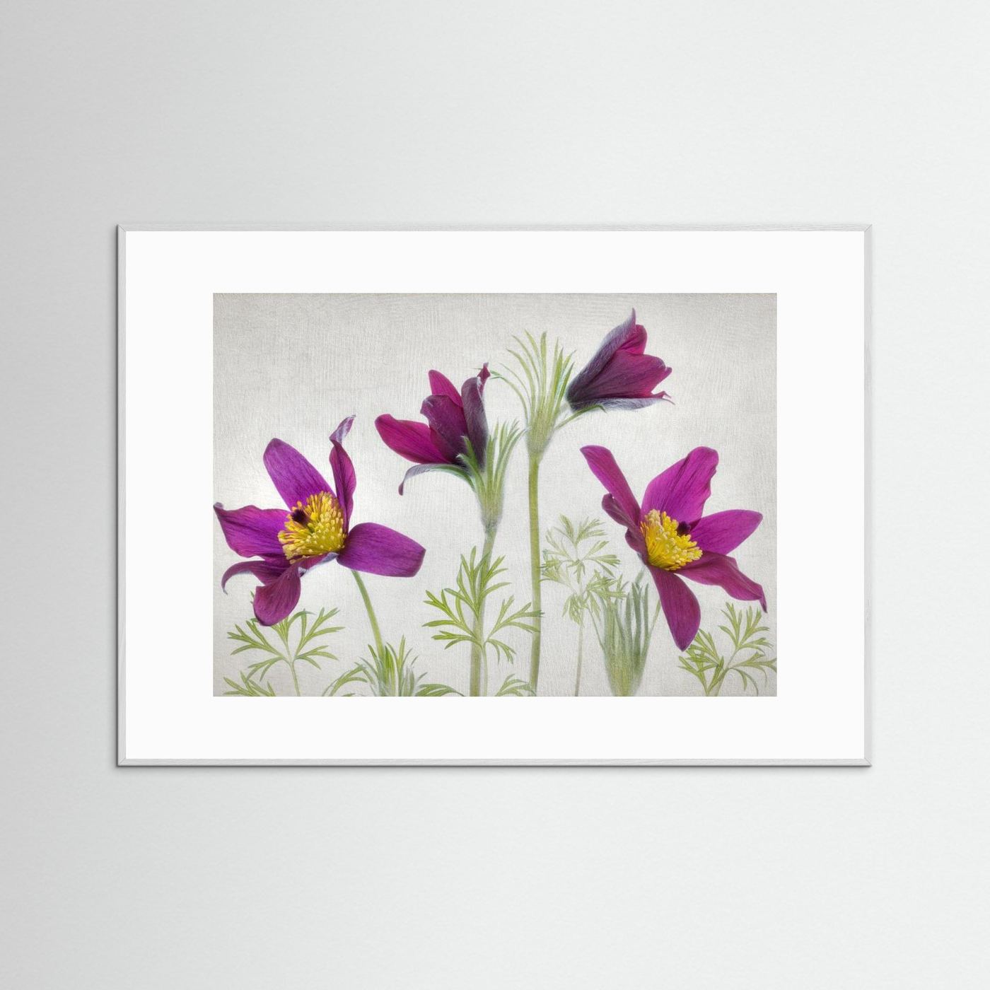 Pulsatilla by Mandy Disher