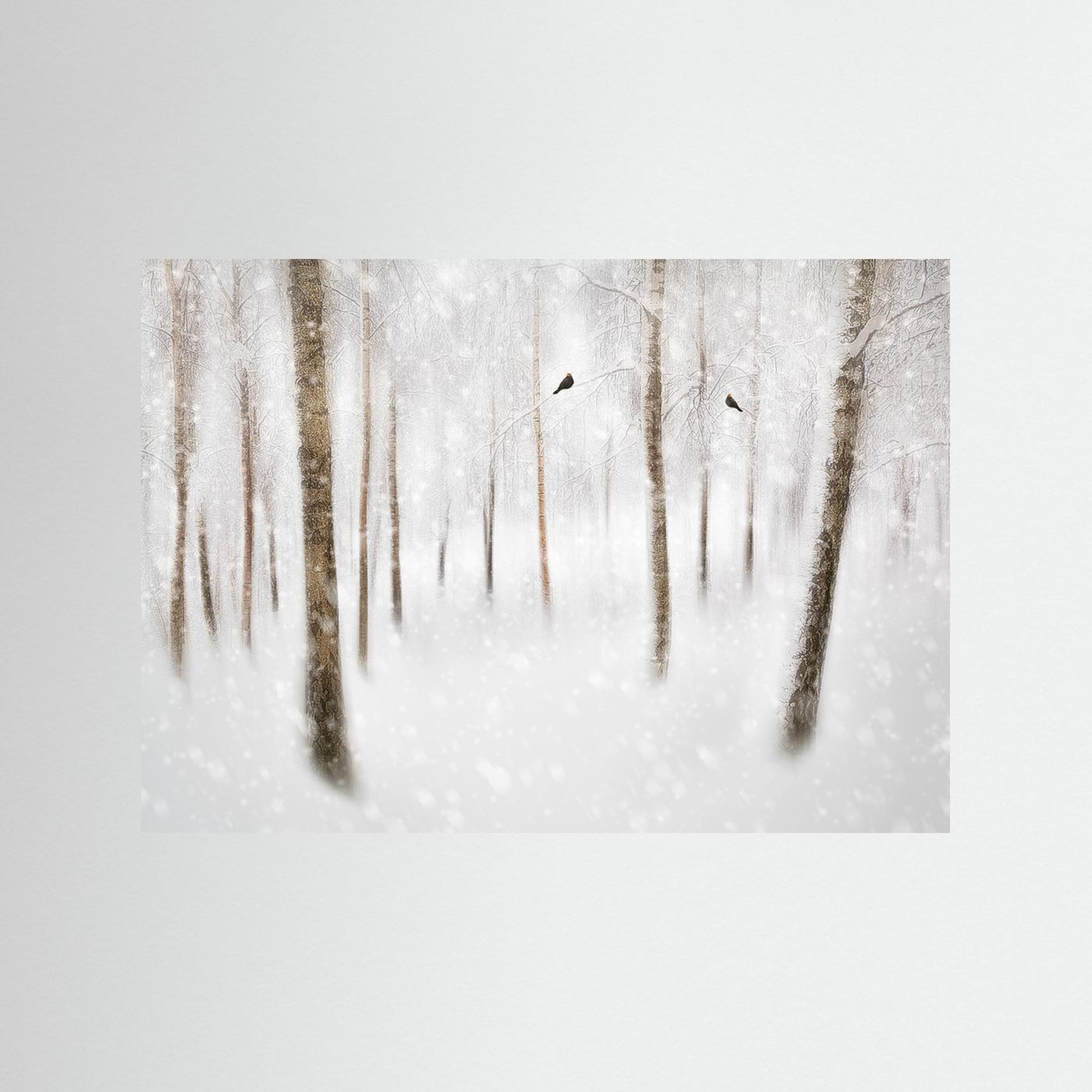 Winter Birches by Gustav Davidsson