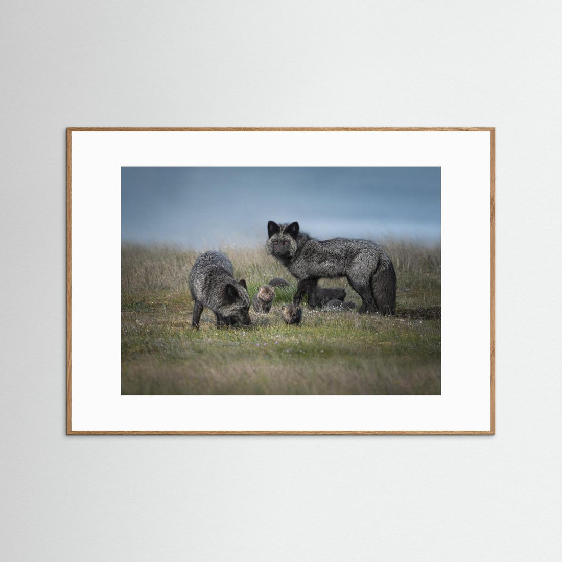 Silver fox family by Larry Deng