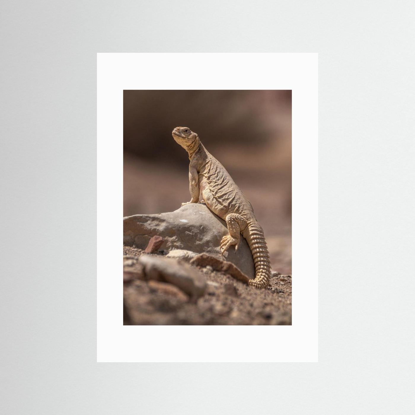 Looking at the intruder by Doron Margulies