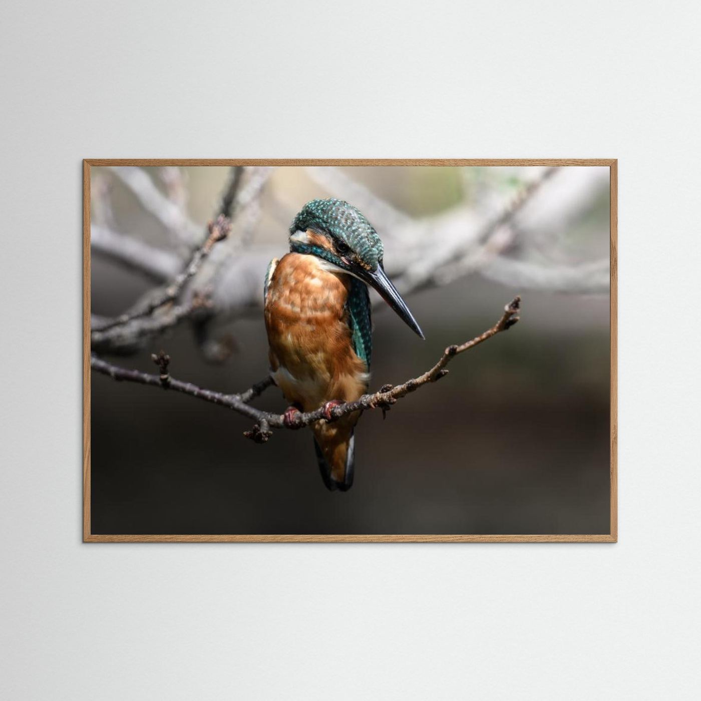 Beautiful Wildlife by Seiichi Tsuboya