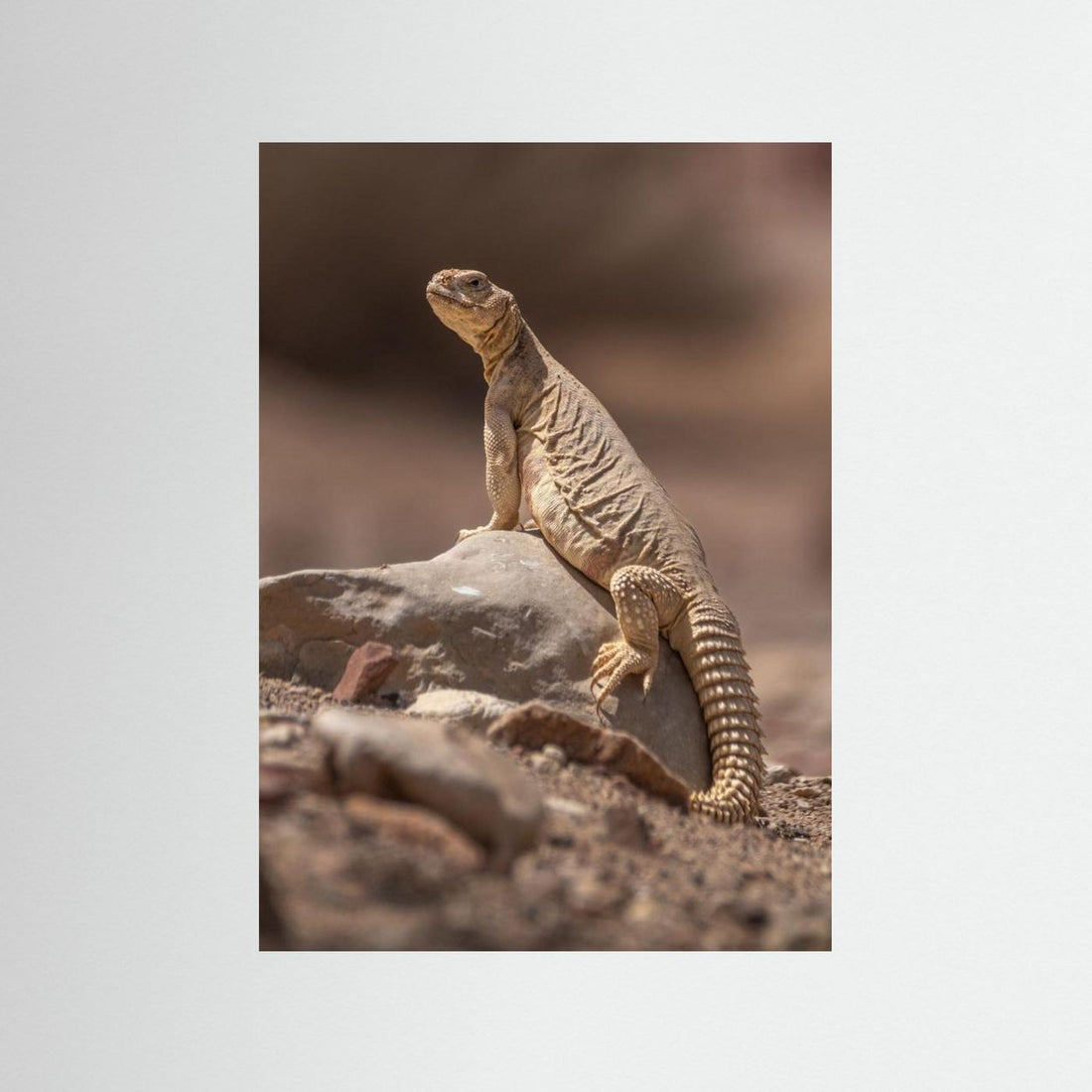 Looking at the intruder by Doron Margulies