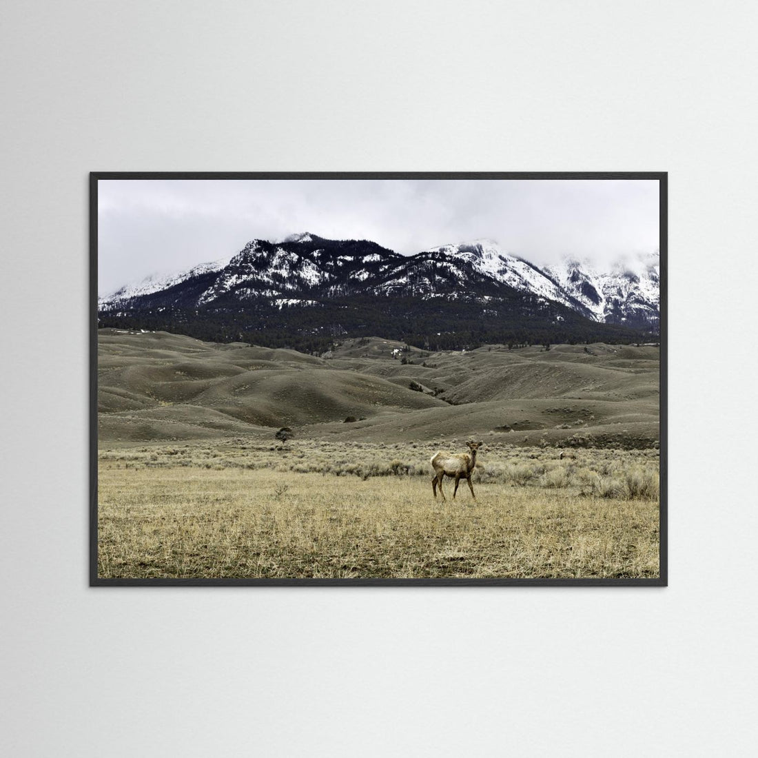 Yellowstone Wildlife by Christian Lindgren
