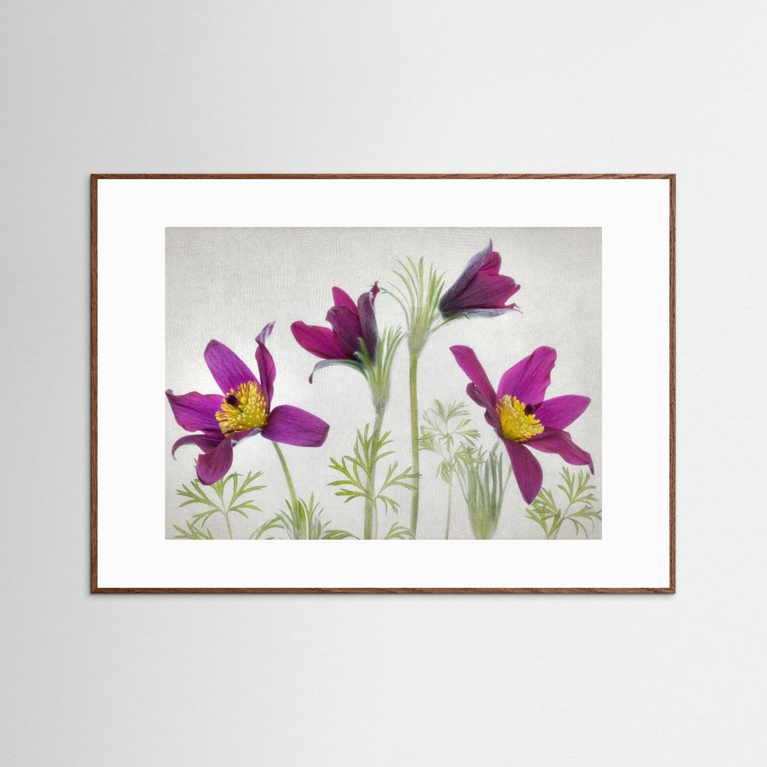 Pulsatilla by Mandy Disher