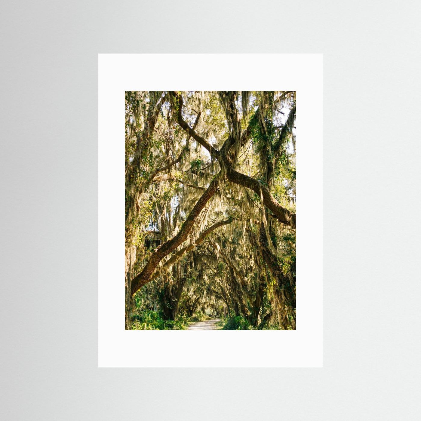 Savannah National Wildlife Refuge VII by Bethany Young