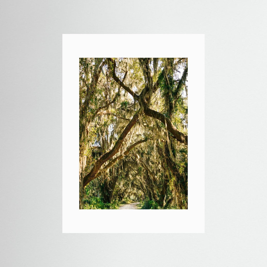 Savannah National Wildlife Refuge VII by Bethany Young
