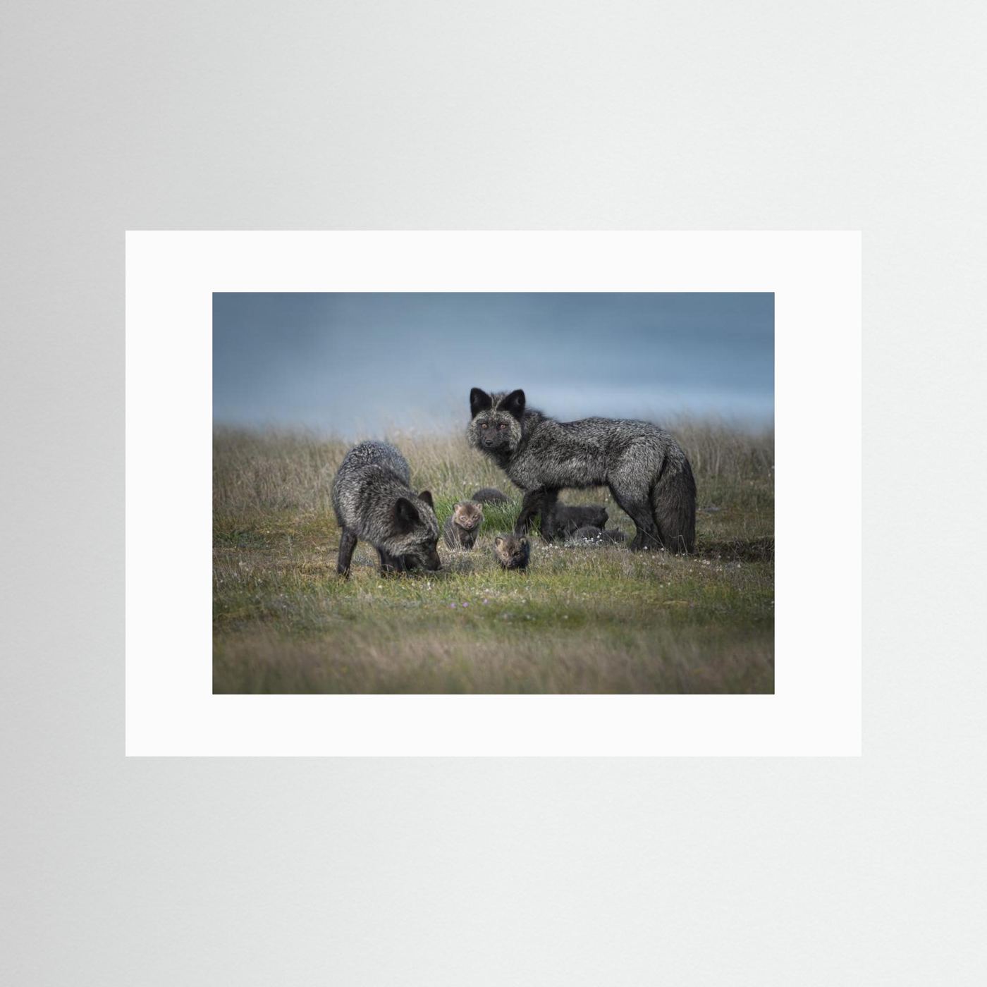 Silver fox family by Larry Deng