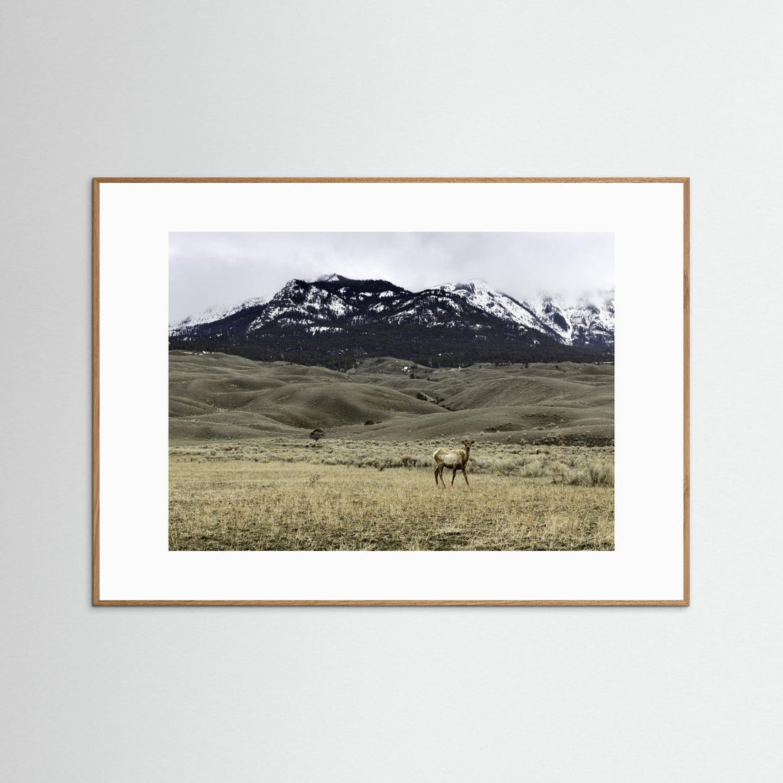 Yellowstone Wildlife by Christian Lindgren