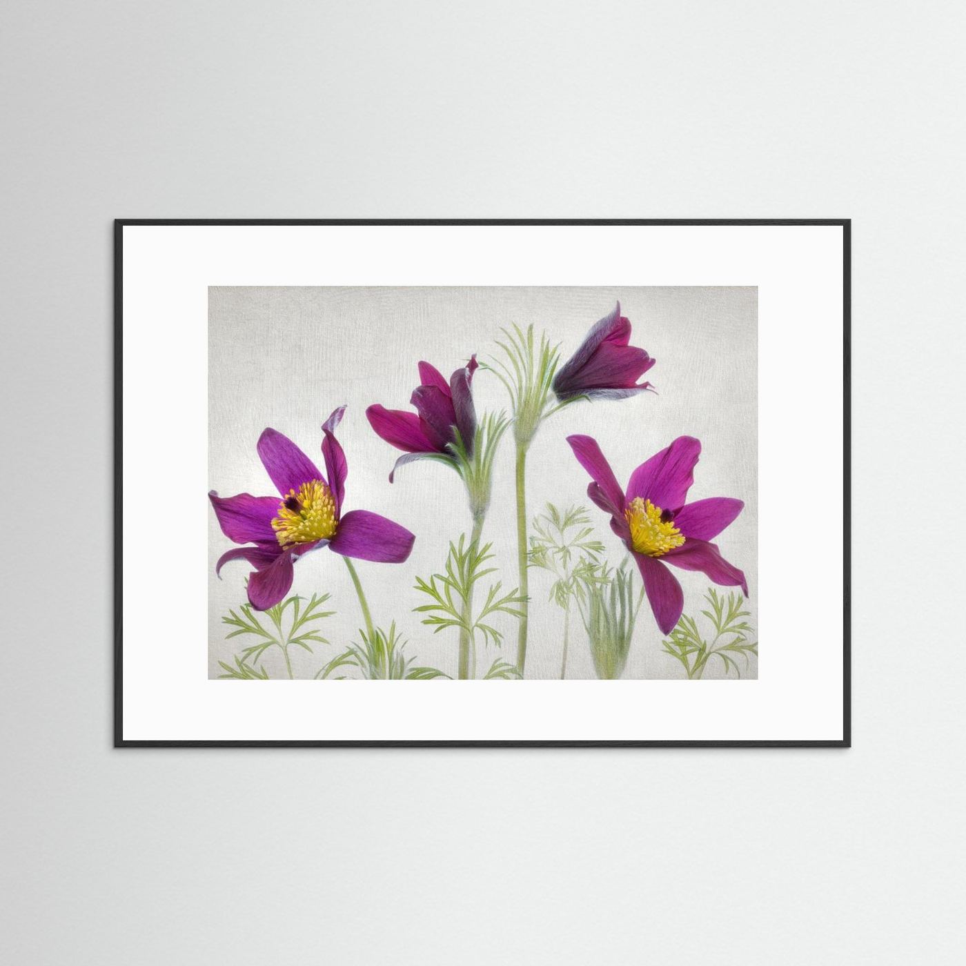 Pulsatilla by Mandy Disher