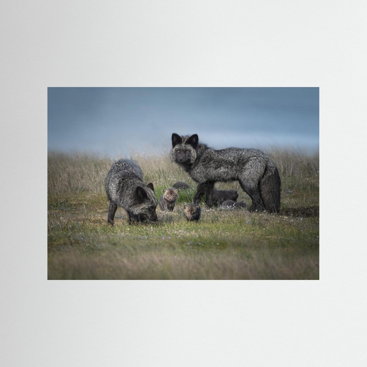 Silver fox family by Larry Deng