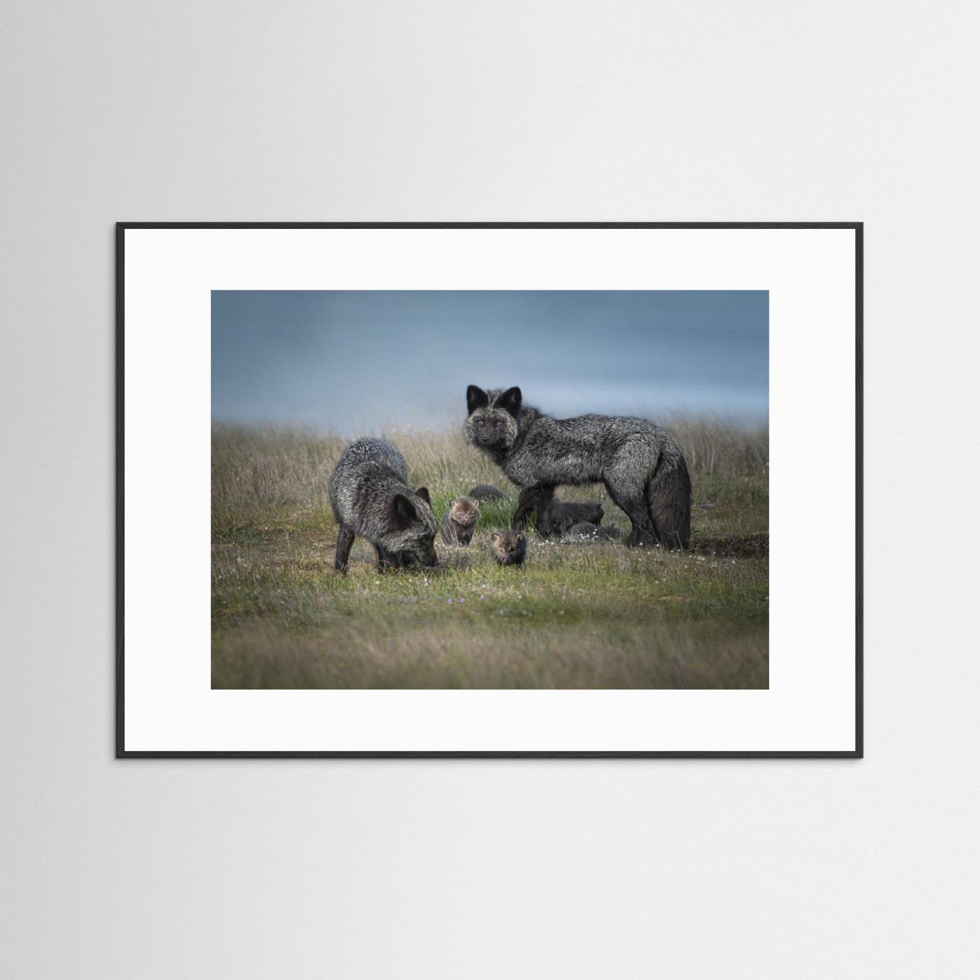 Silver fox family by Larry Deng